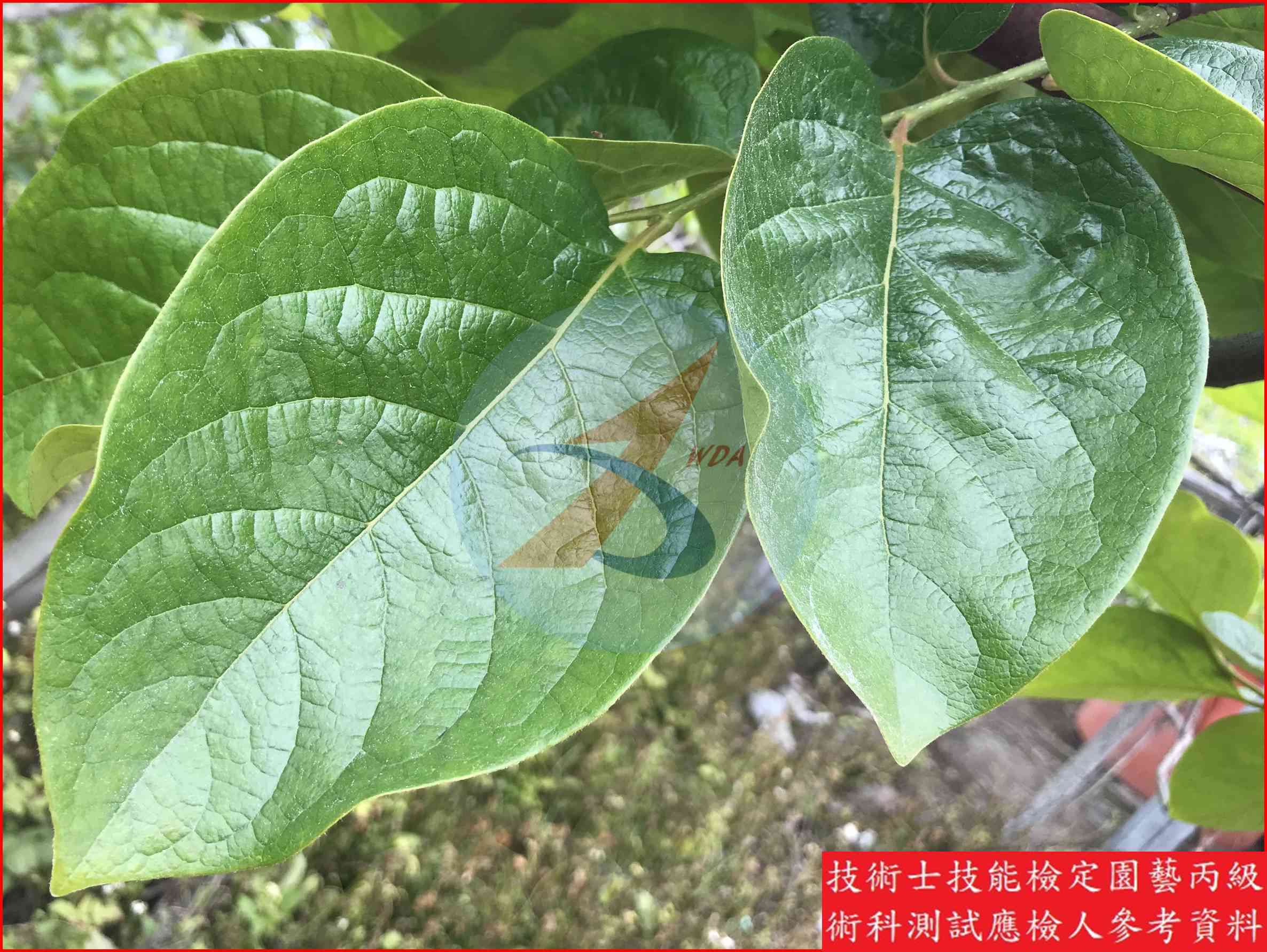 柿 園藝丙級識別圖片 4