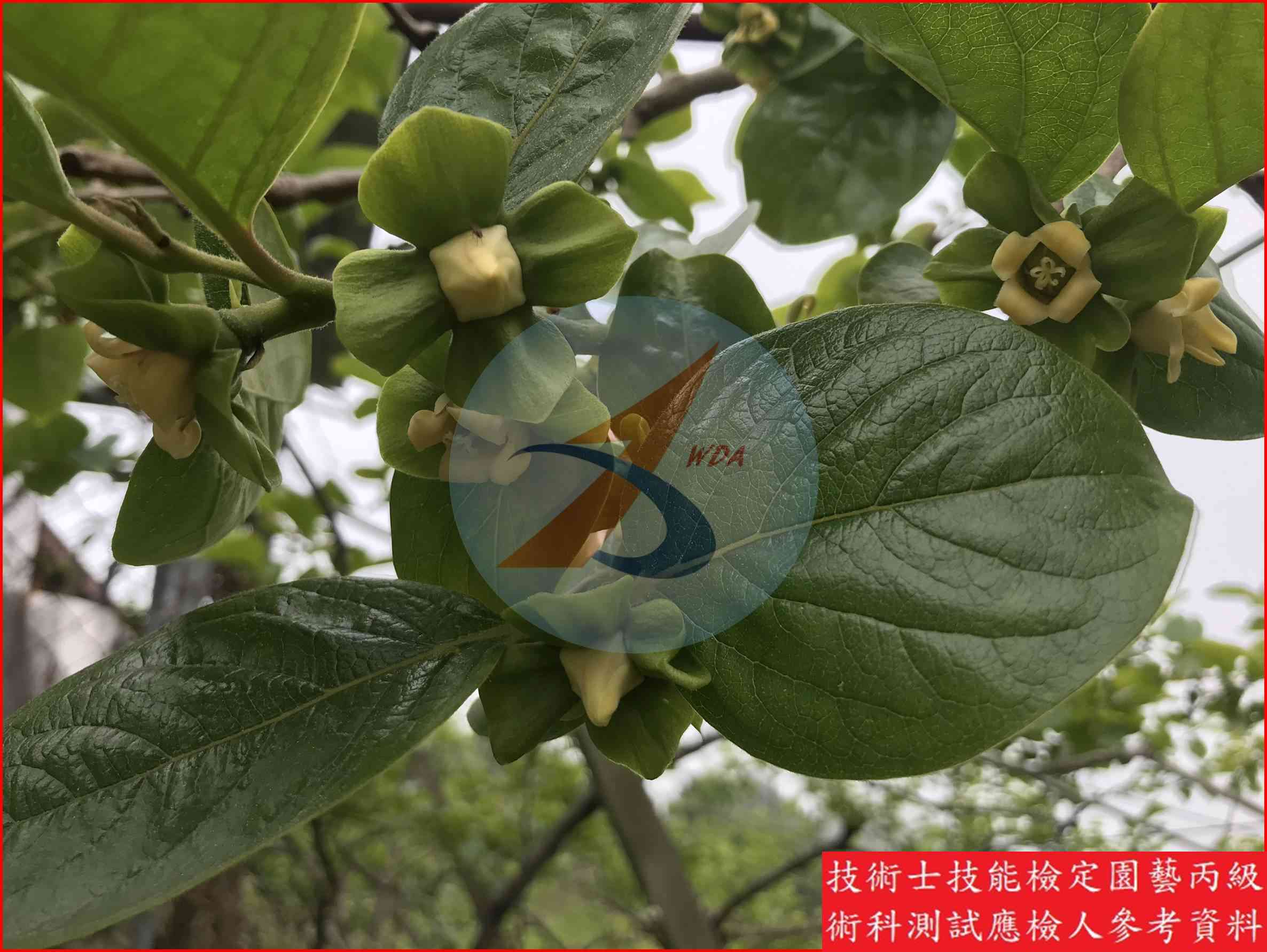 柿 園藝丙級識別圖片 5