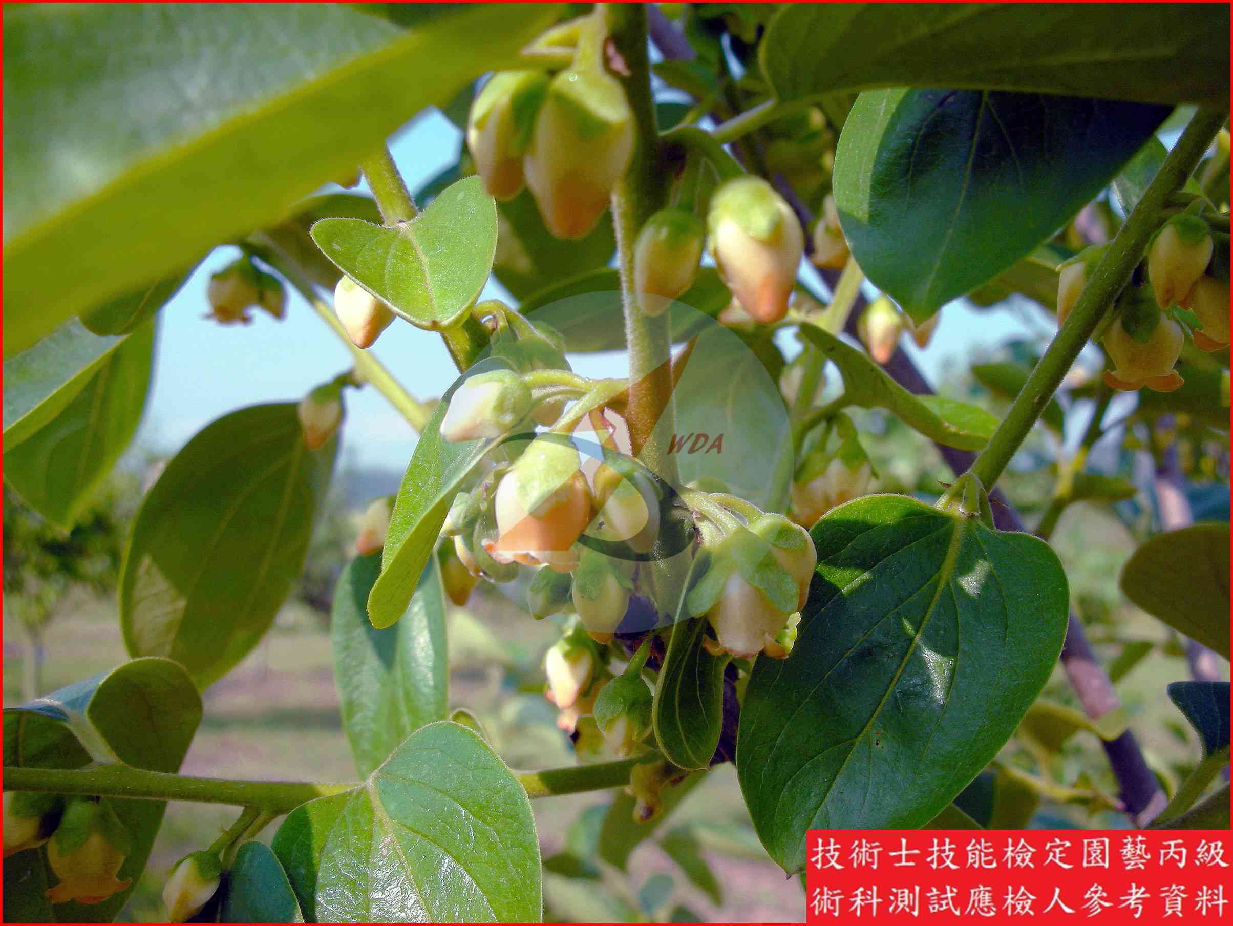 柿 園藝丙級識別圖片 6