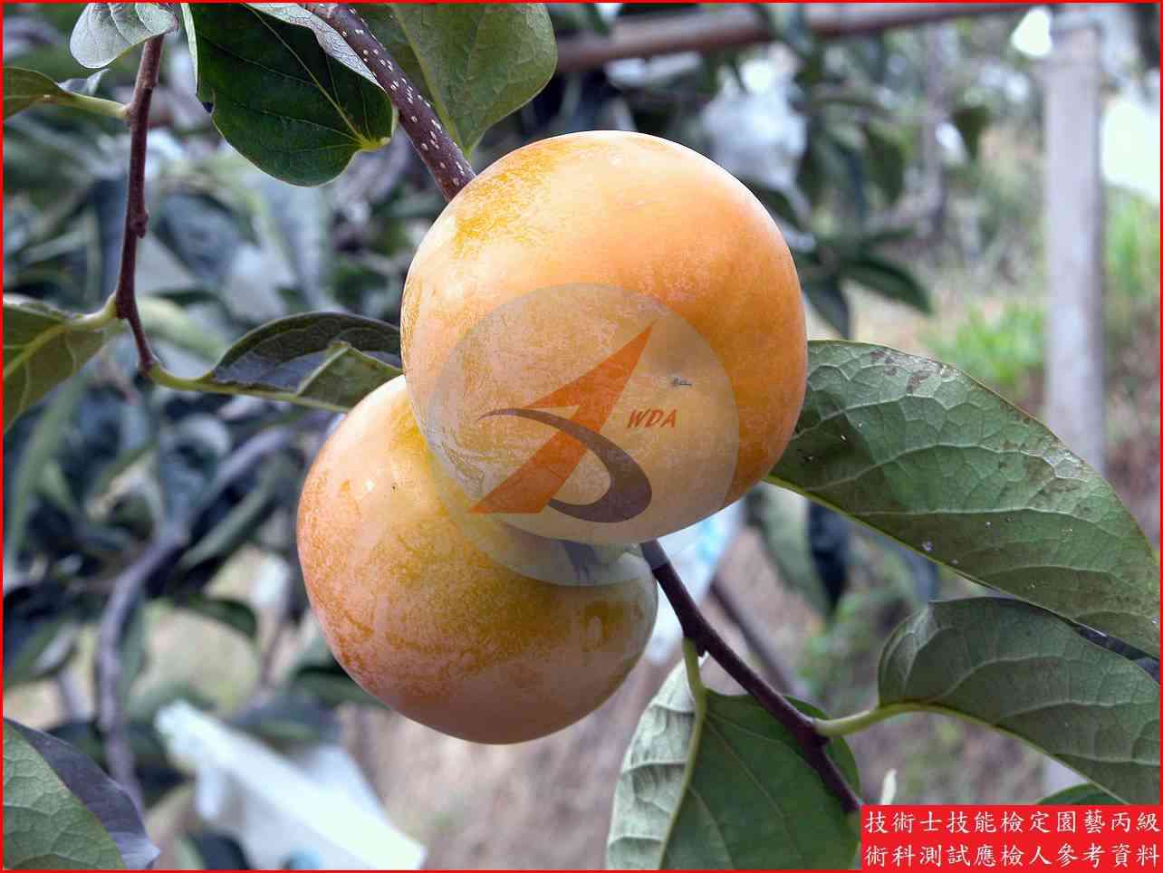 柿 園藝丙級識別圖片 7