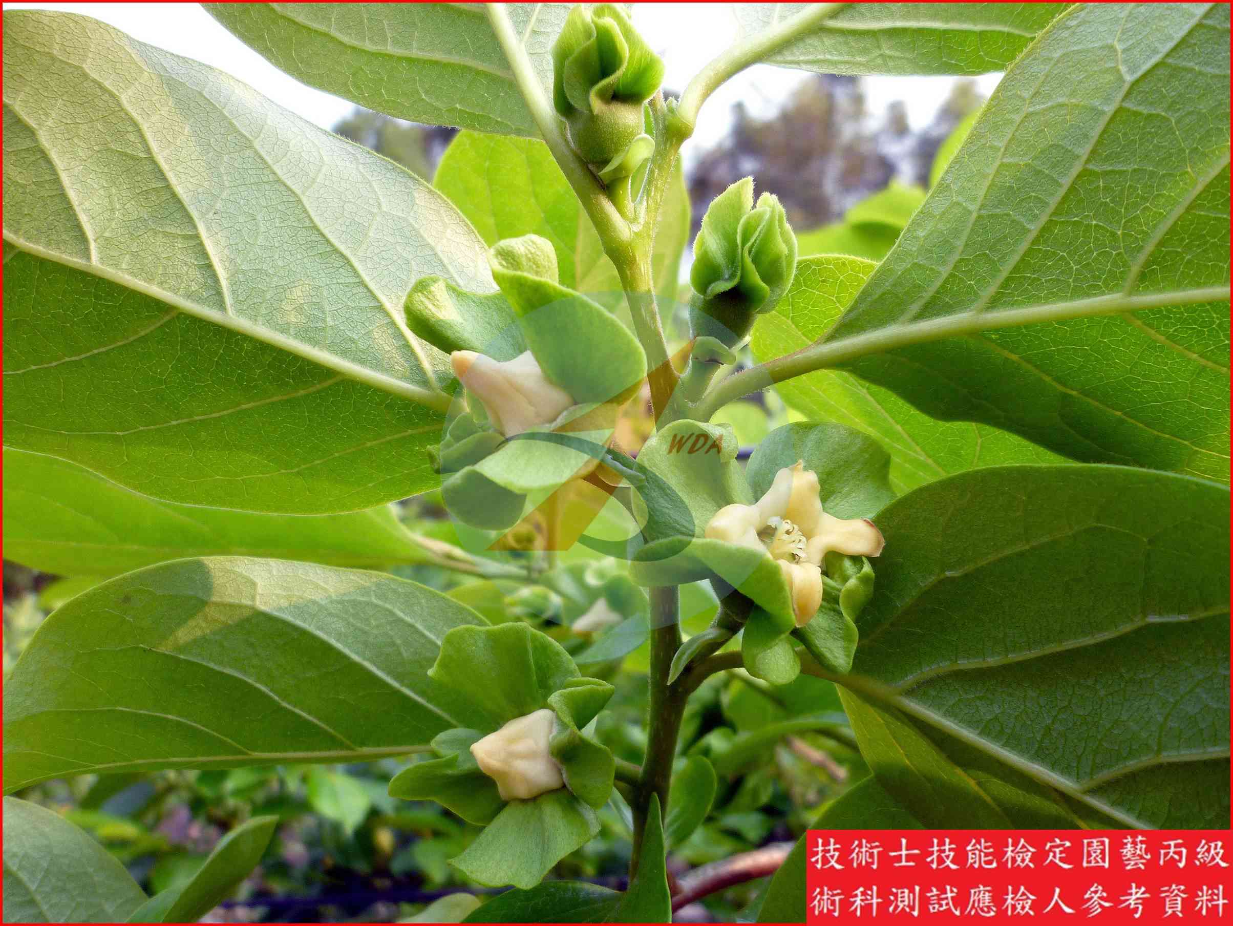 柿 園藝丙級識別圖片 9