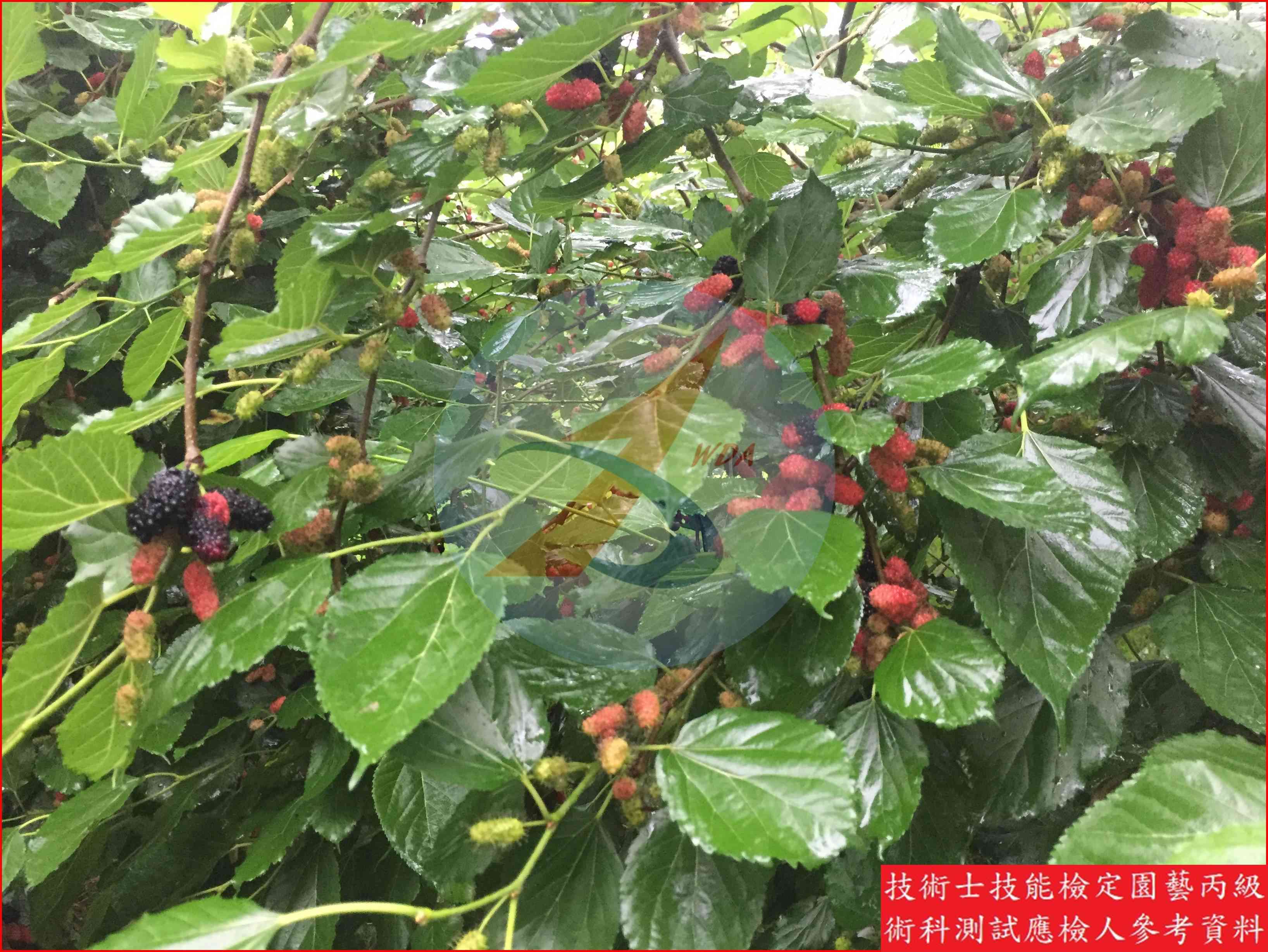 桑椹 園藝丙級辨識圖片