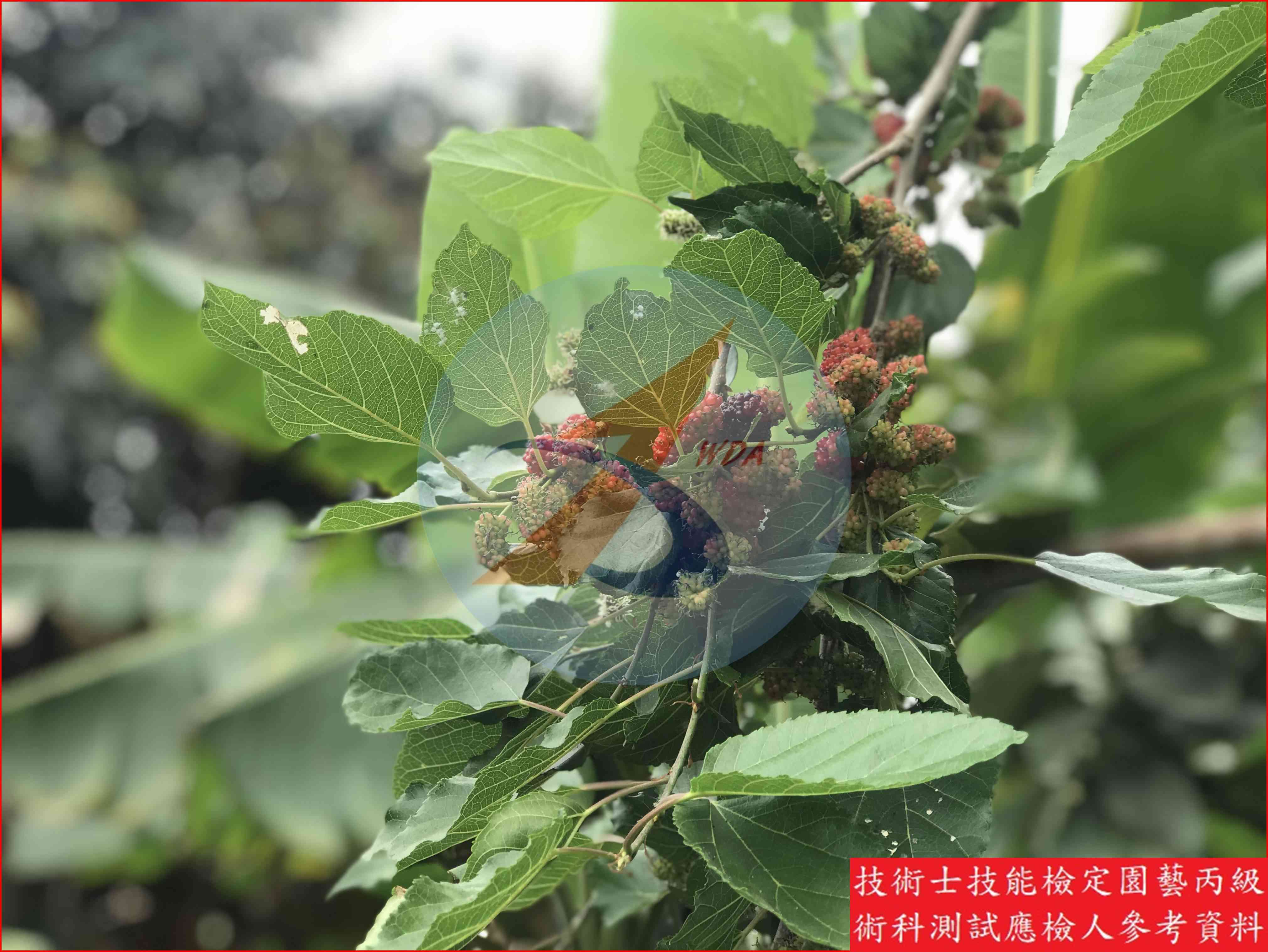 桑椹 園藝丙級識別圖片 10