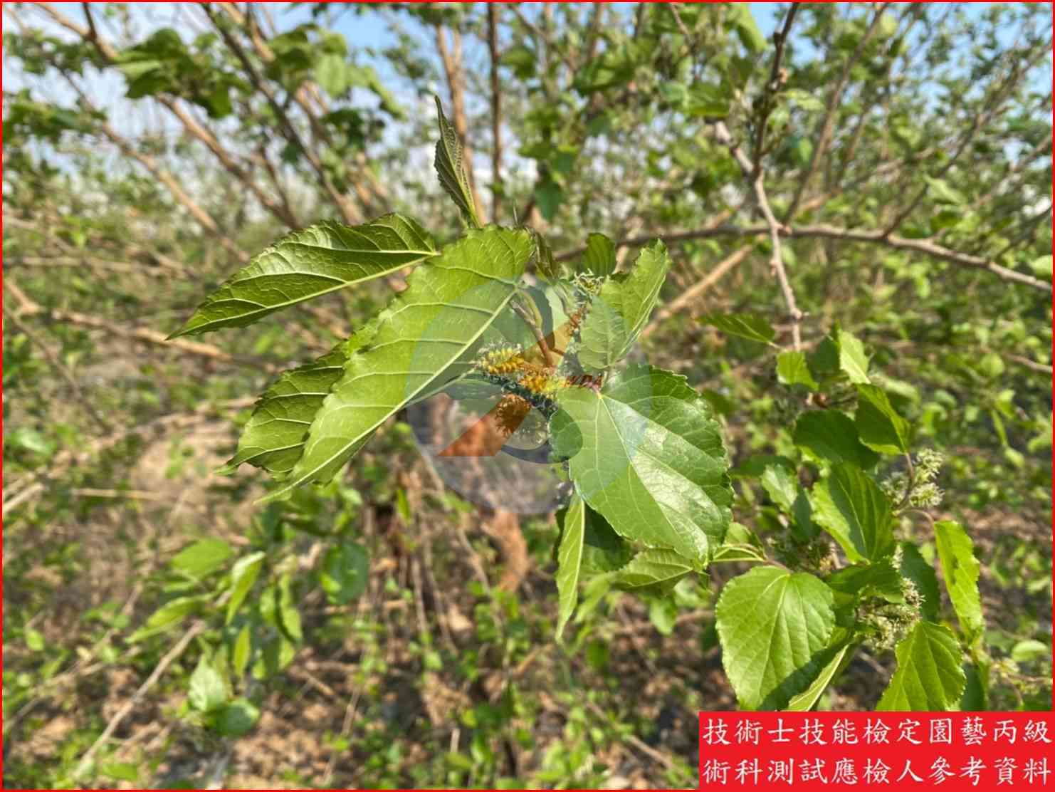 桑椹 園藝丙級識別圖片 14