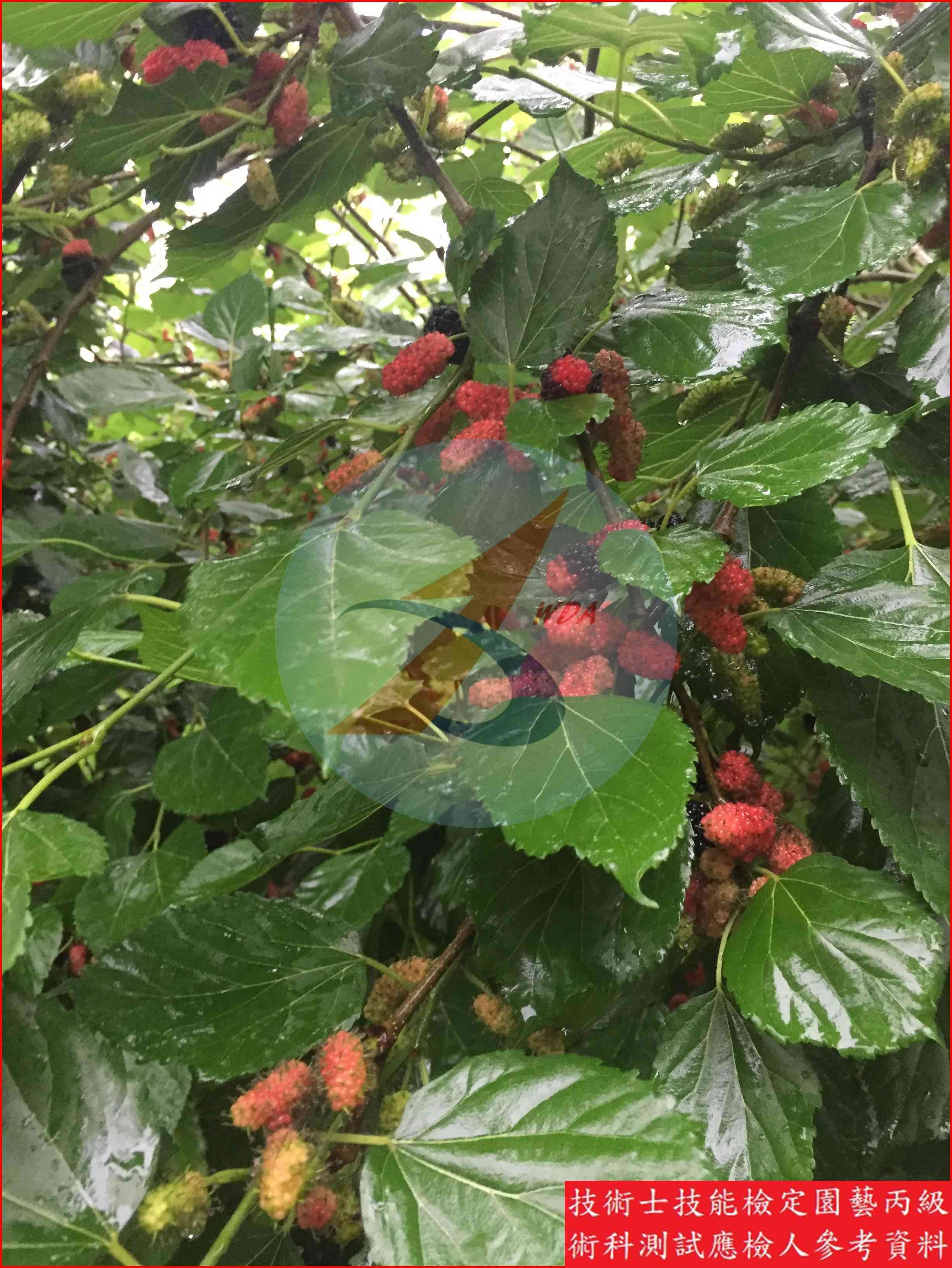 桑椹 園藝丙級識別圖片 15