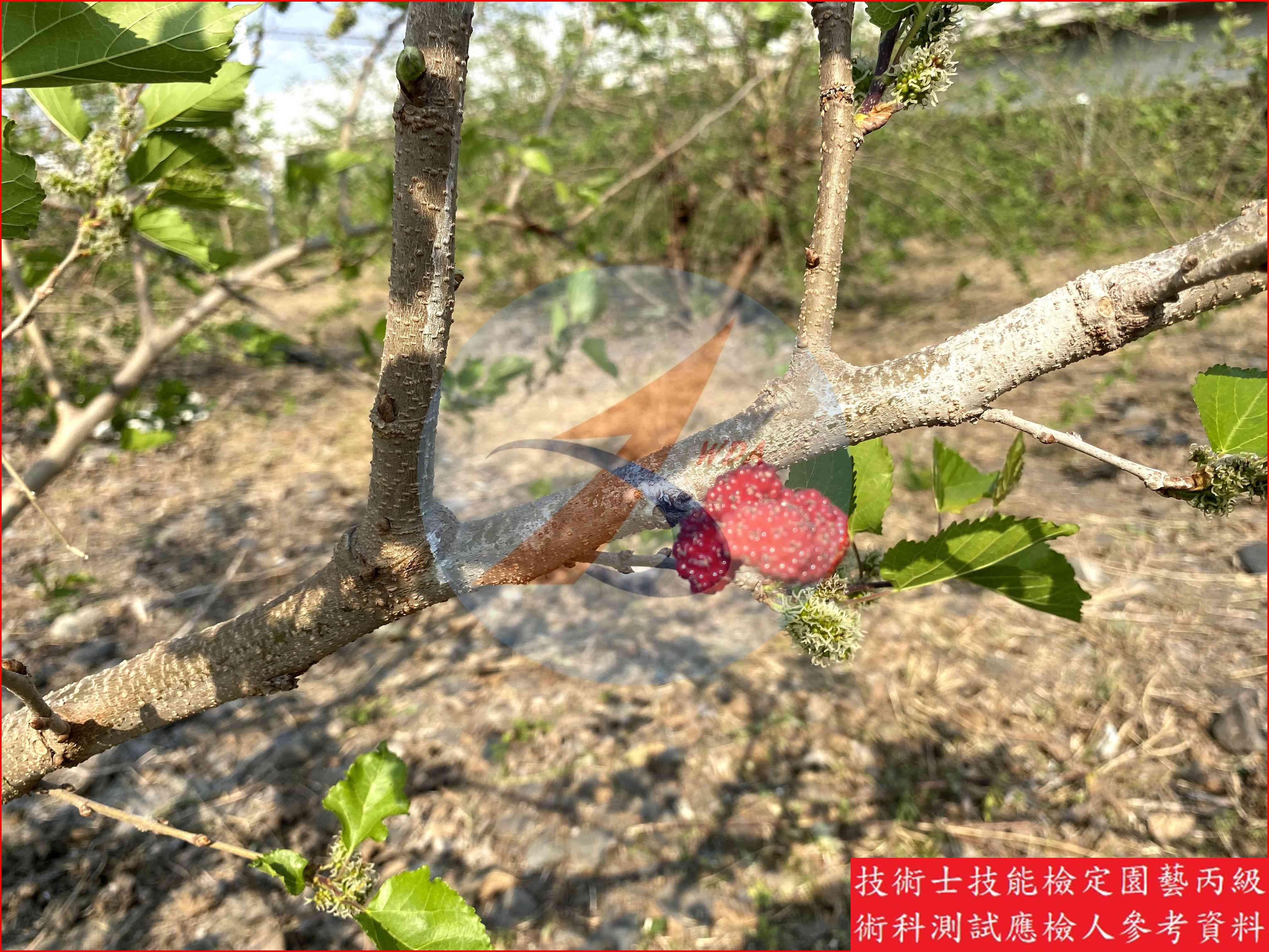 桑椹 園藝丙級識別圖片 2
