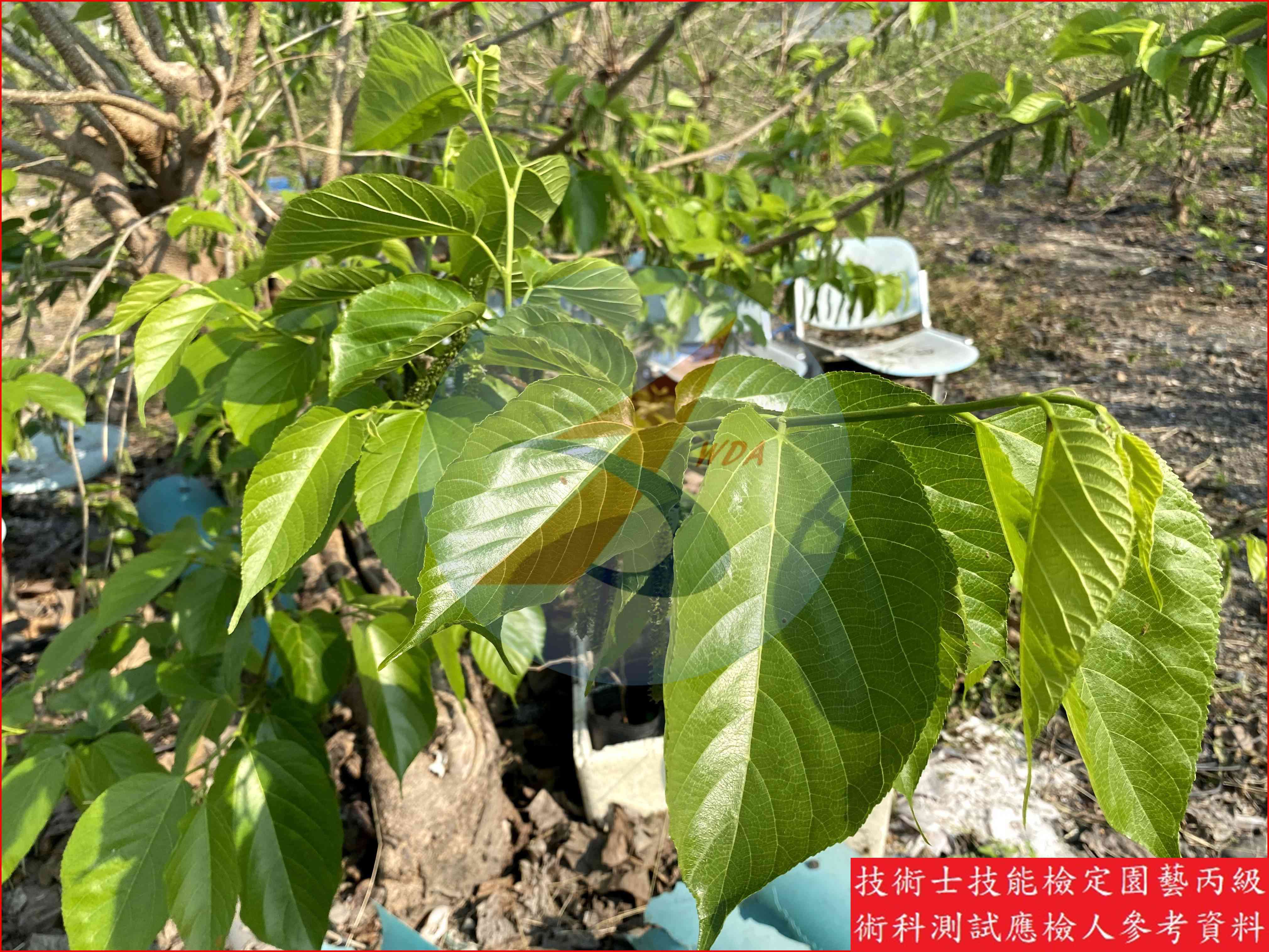 桑椹 園藝丙級識別圖片 3