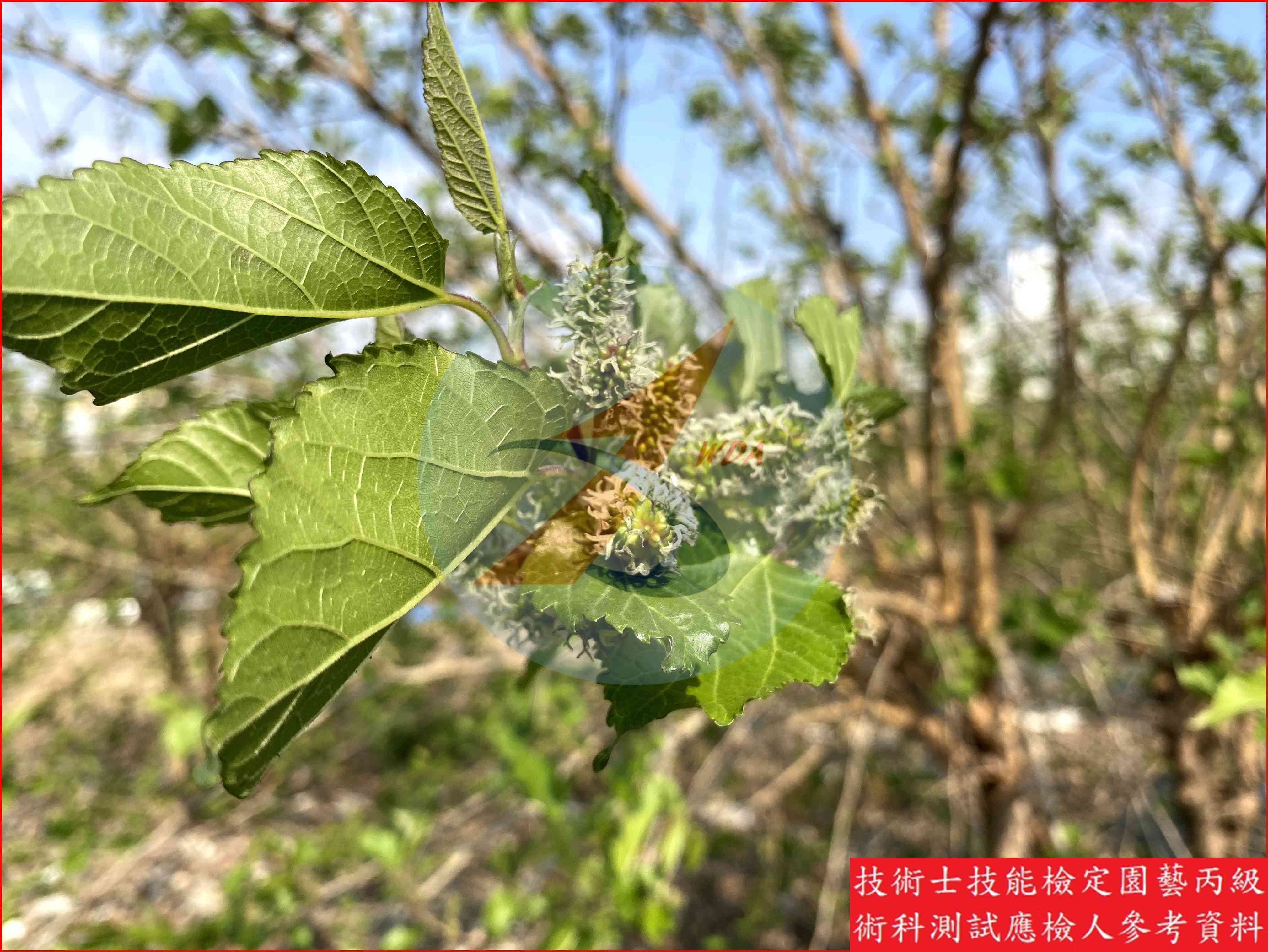 桑椹 園藝丙級識別圖片 4