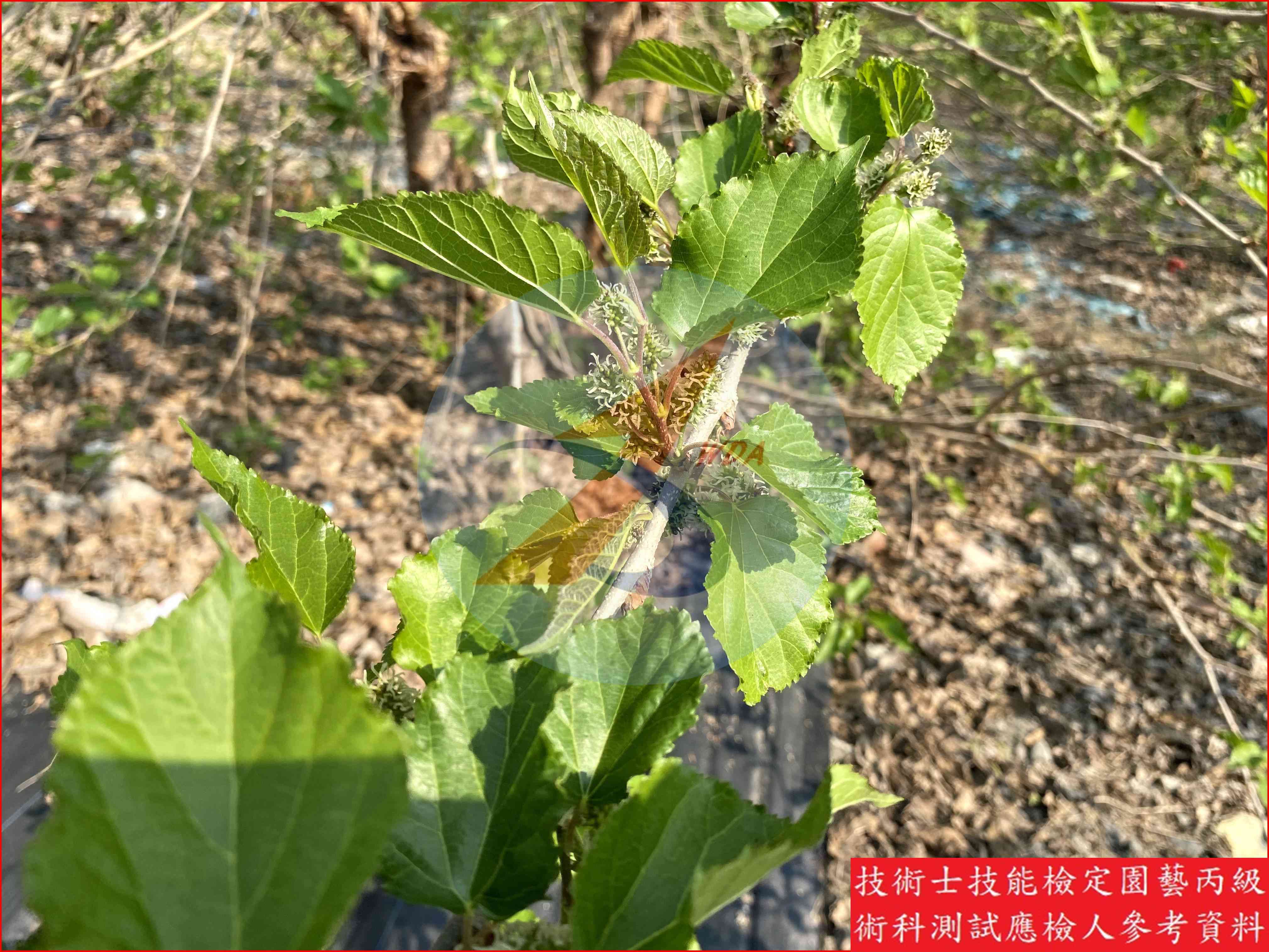 桑椹 園藝丙級識別圖片 5