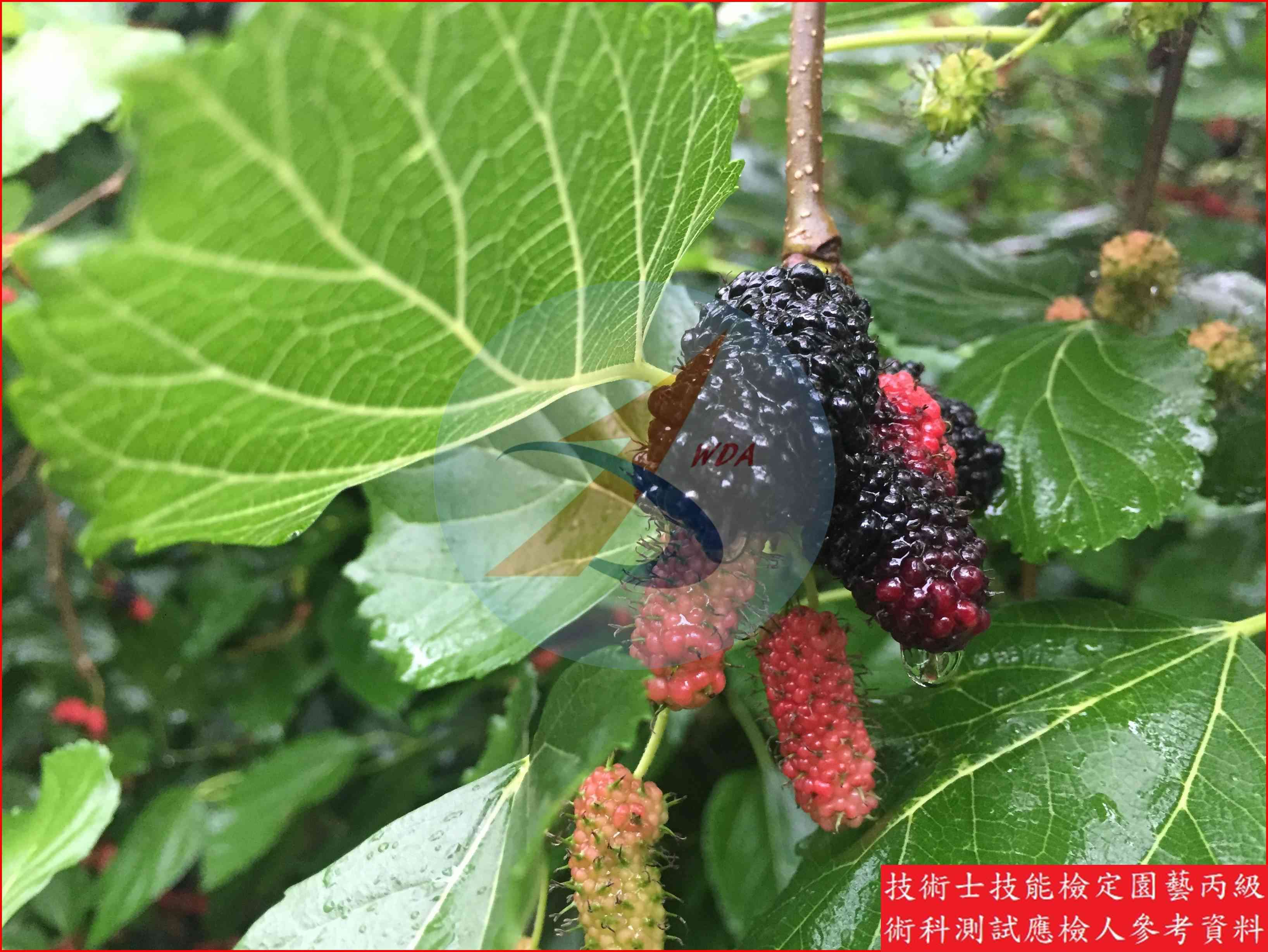 桑椹 園藝丙級識別圖片 7