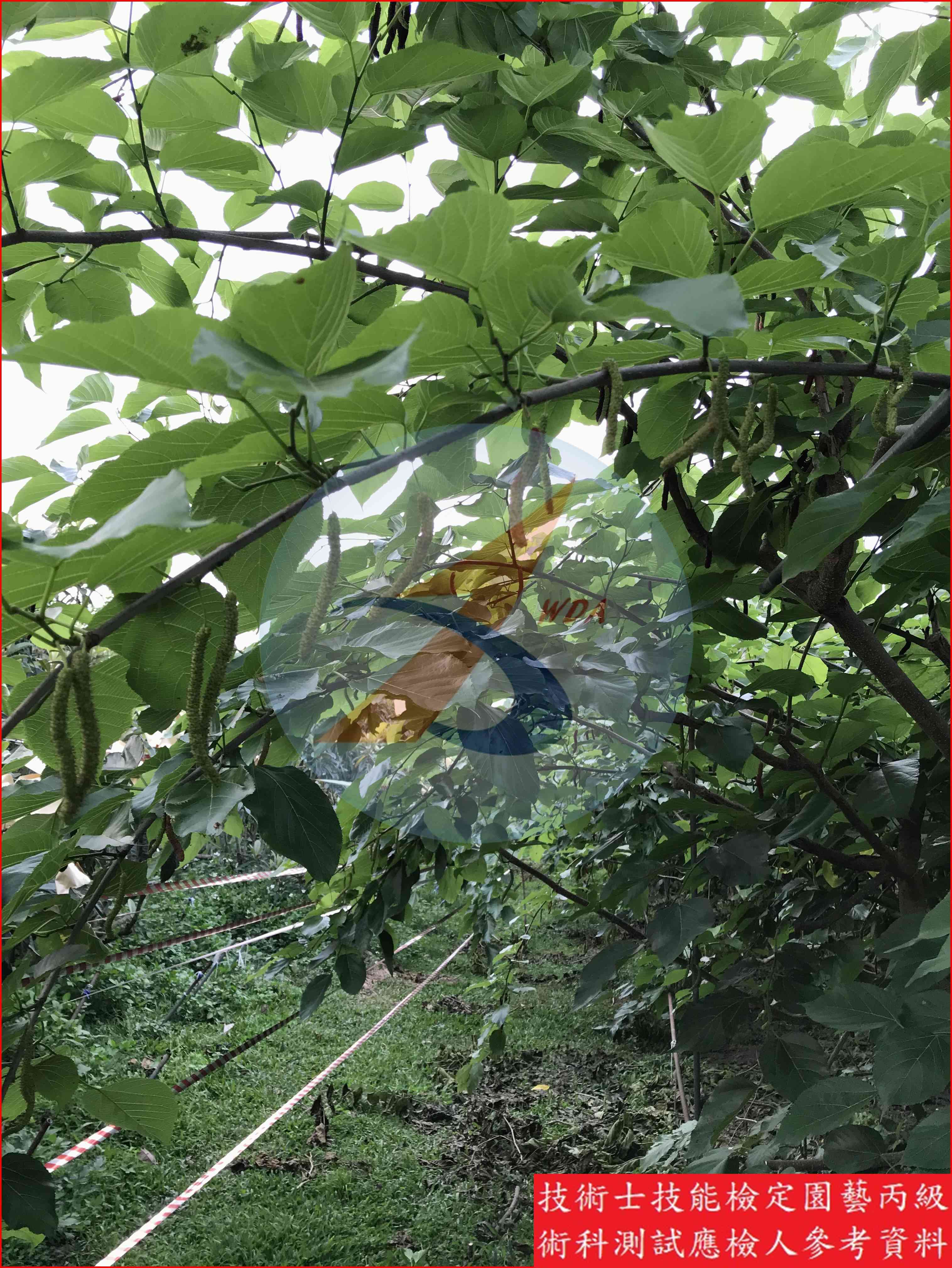 桑椹 園藝丙級識別圖片 8
