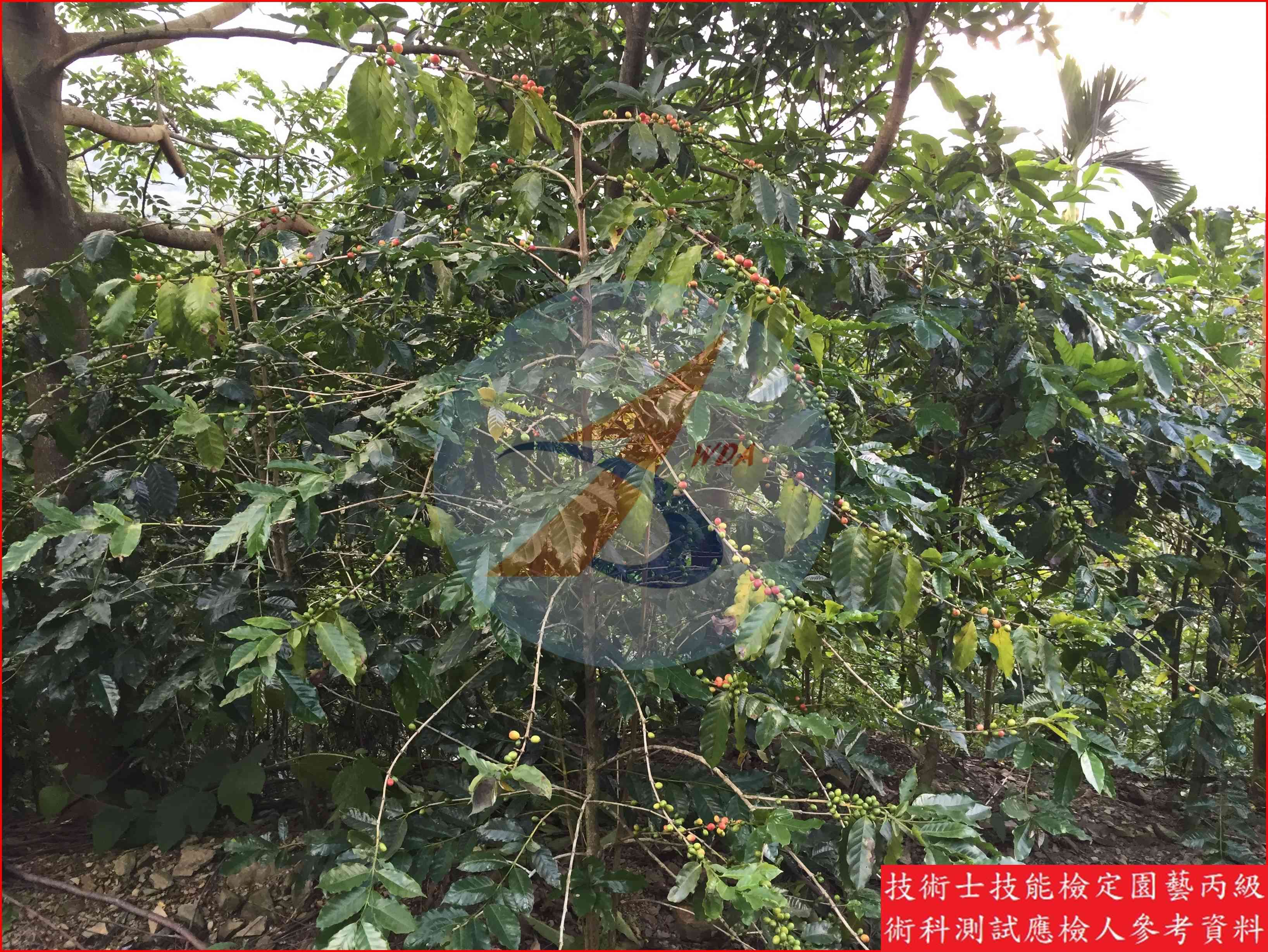 咖啡 / 可可 比較主圖