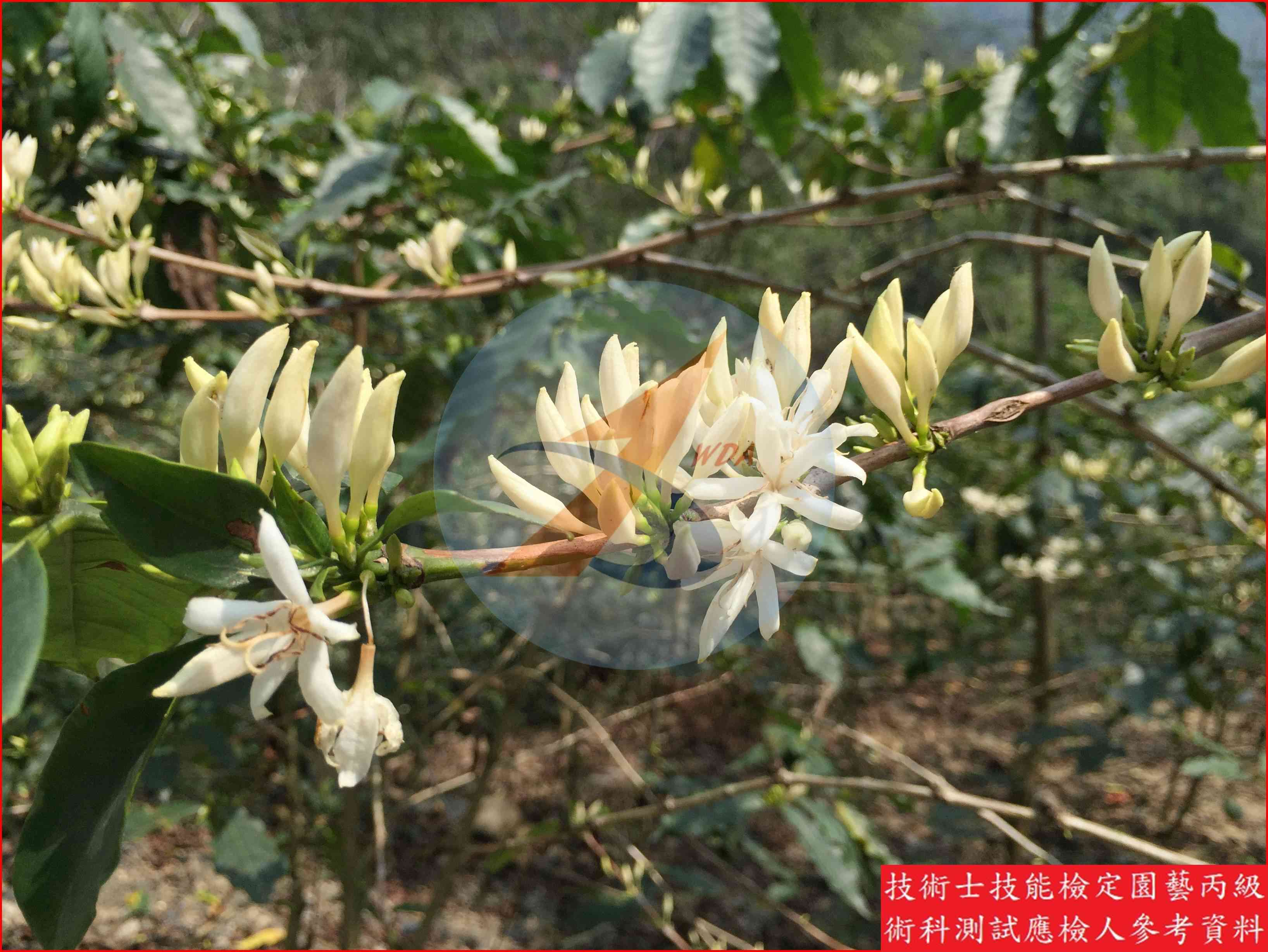 咖啡 園藝丙級識別圖片 11