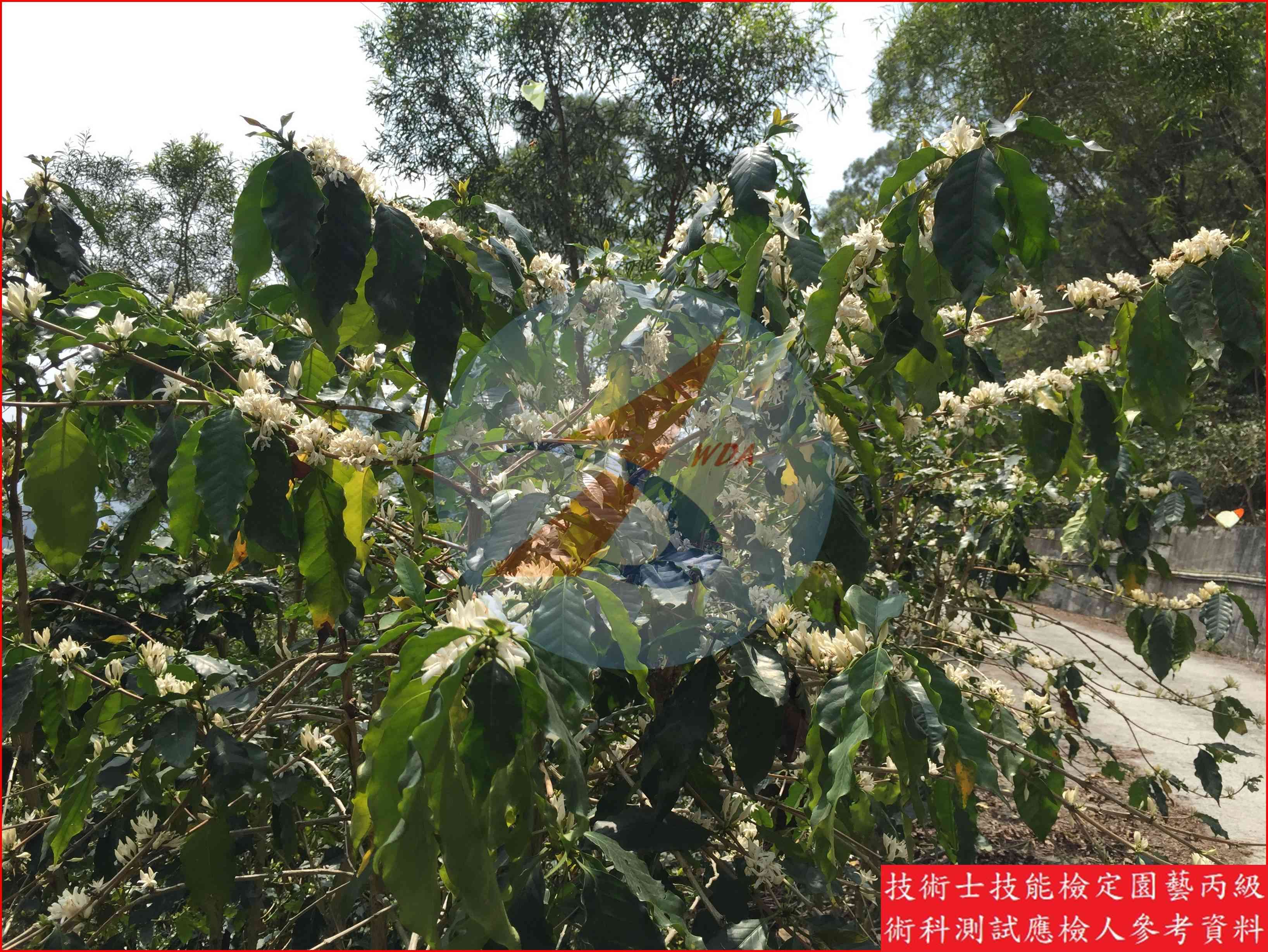 咖啡 園藝丙級識別圖片 2
