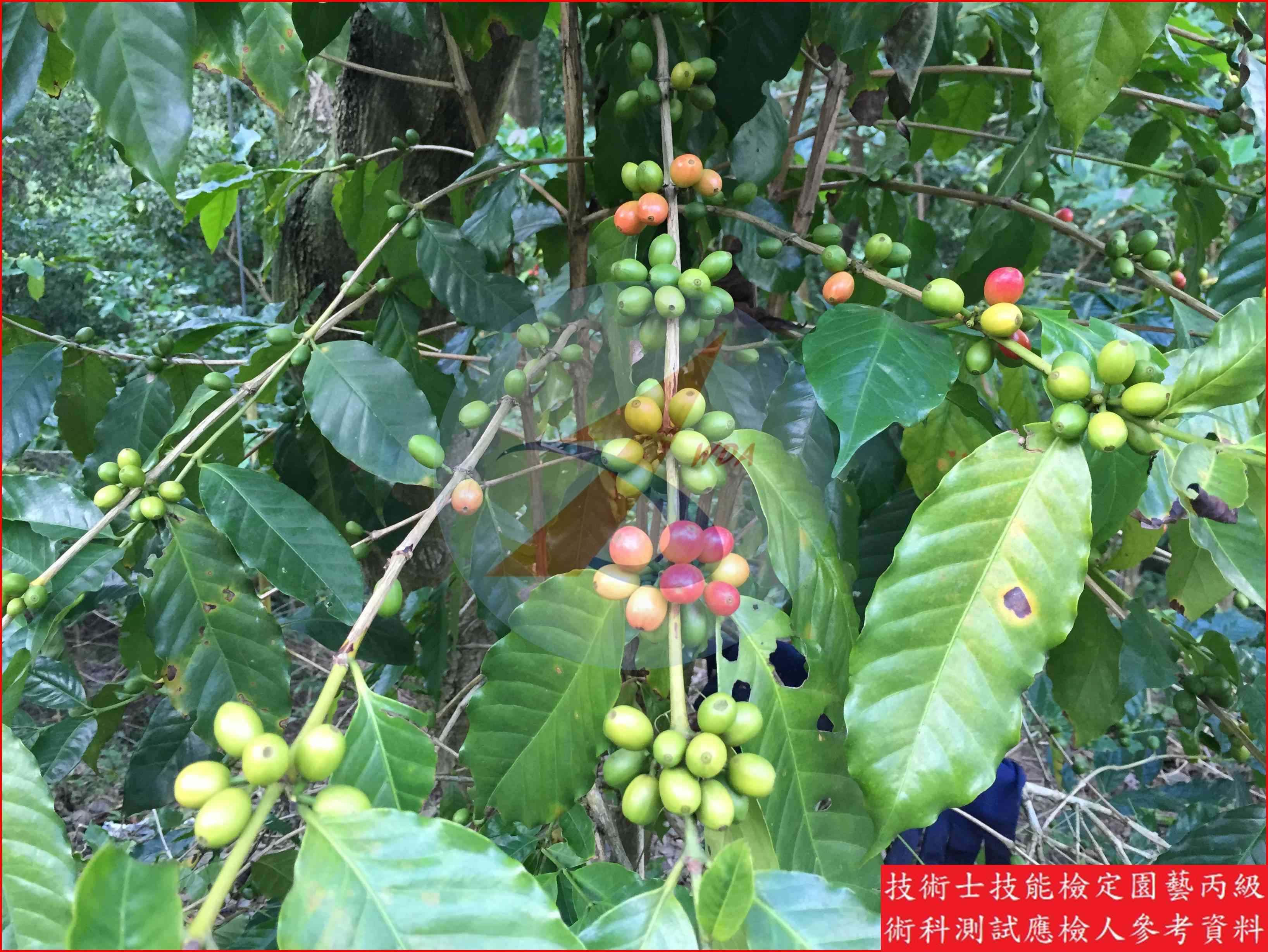 咖啡 園藝丙級識別圖片 3