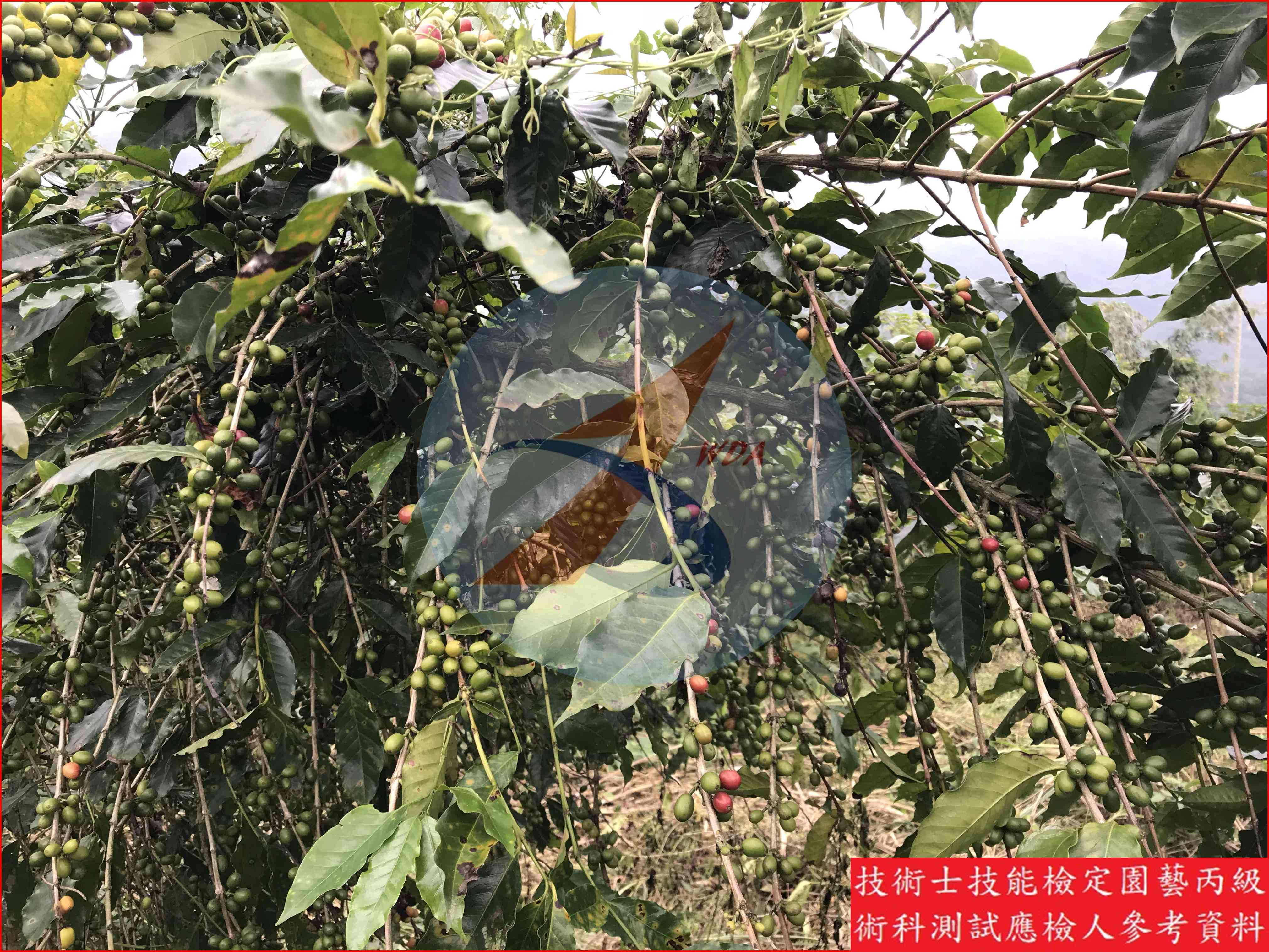 咖啡 園藝丙級識別圖片 4