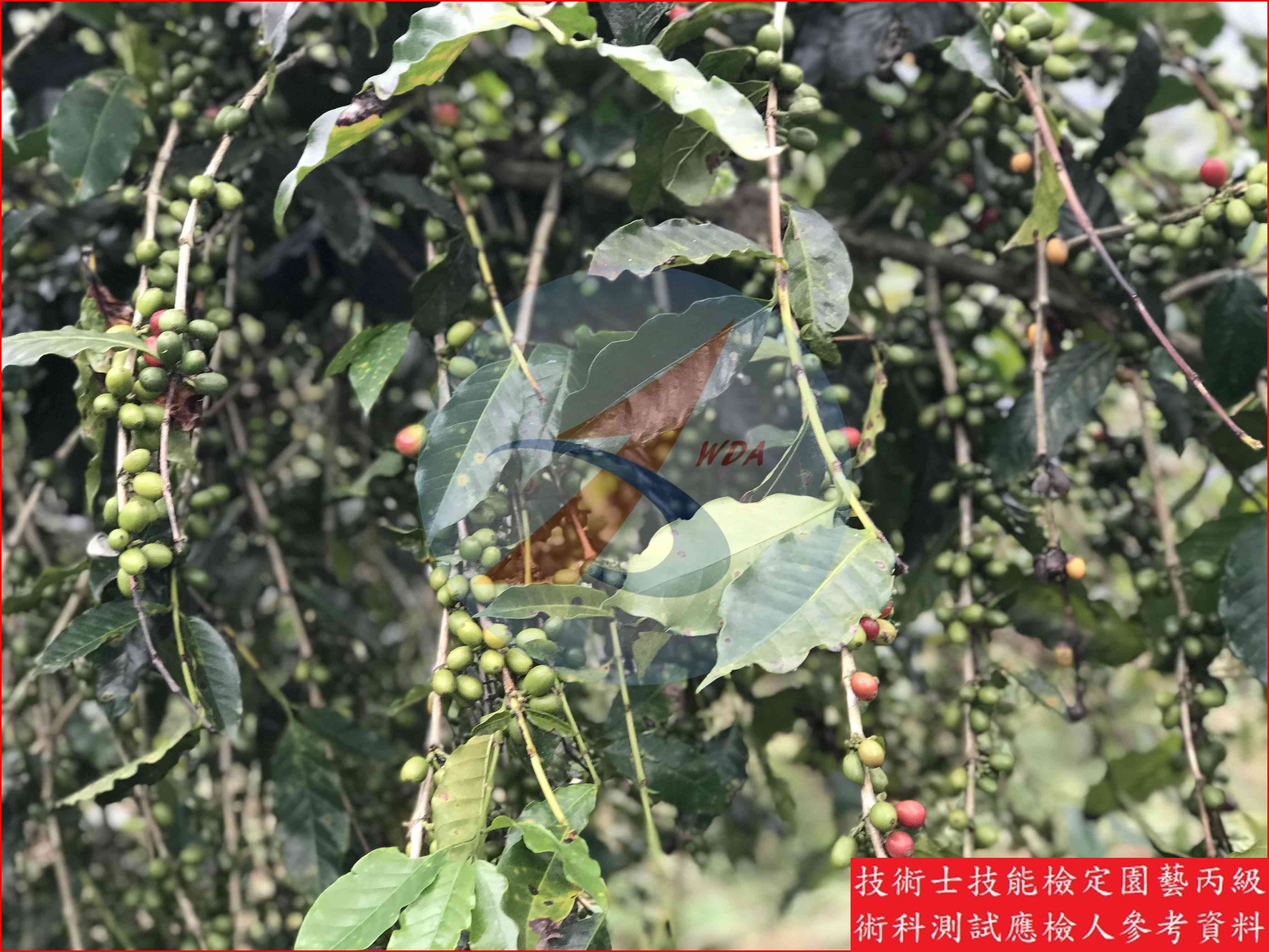 咖啡 園藝丙級識別圖片 5