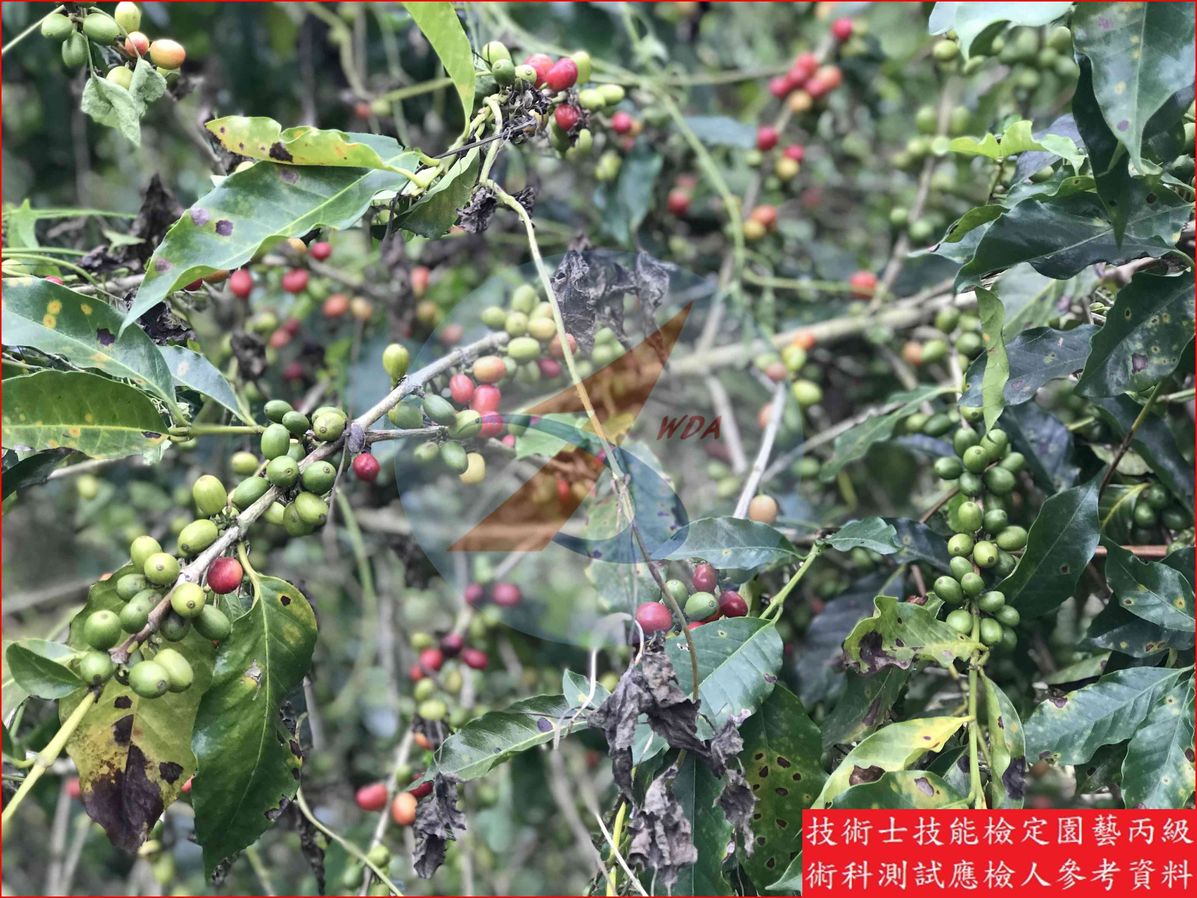 咖啡 園藝丙級識別圖片 6