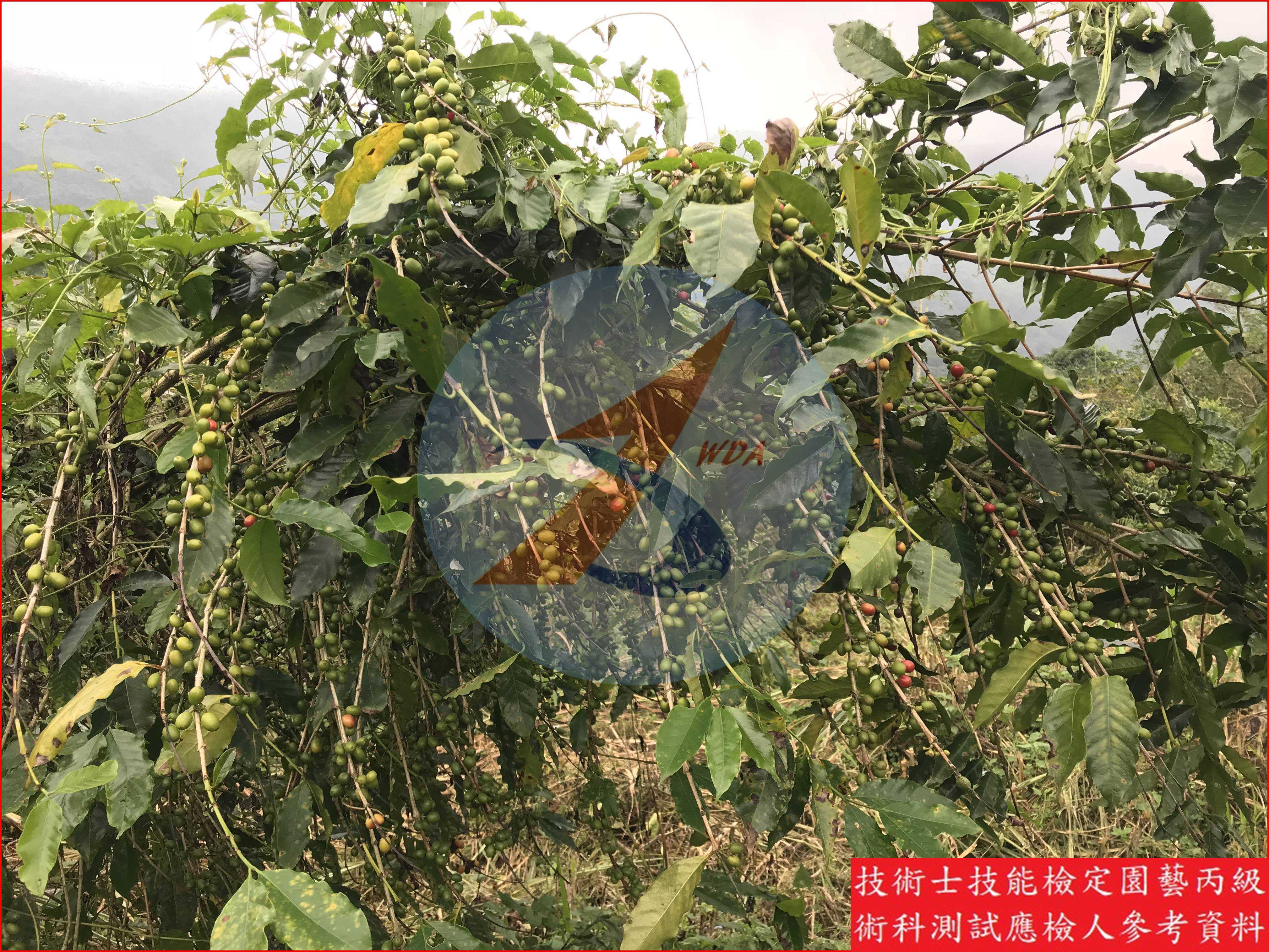 咖啡 園藝丙級識別圖片 7