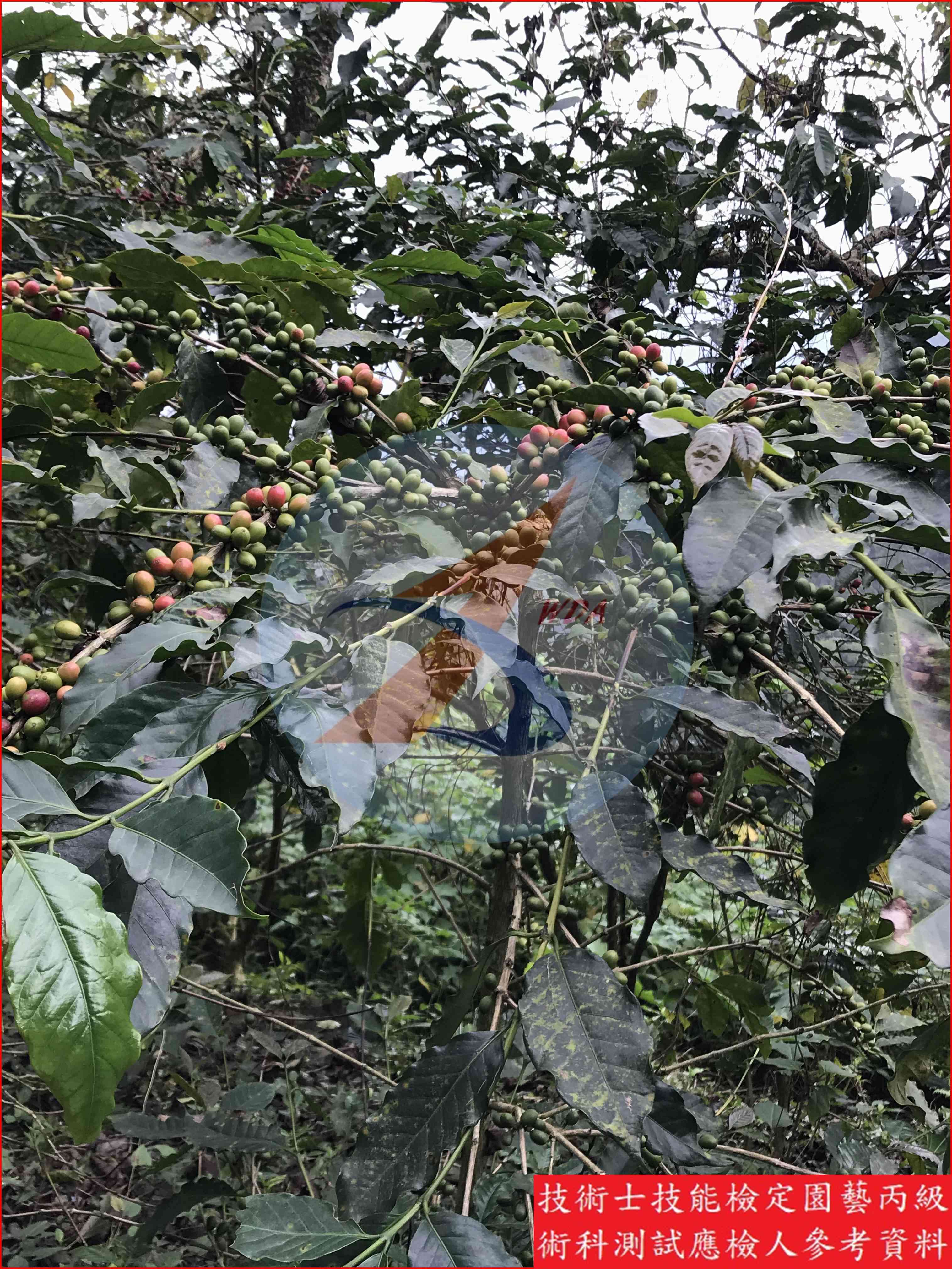 咖啡 園藝丙級識別圖片 8