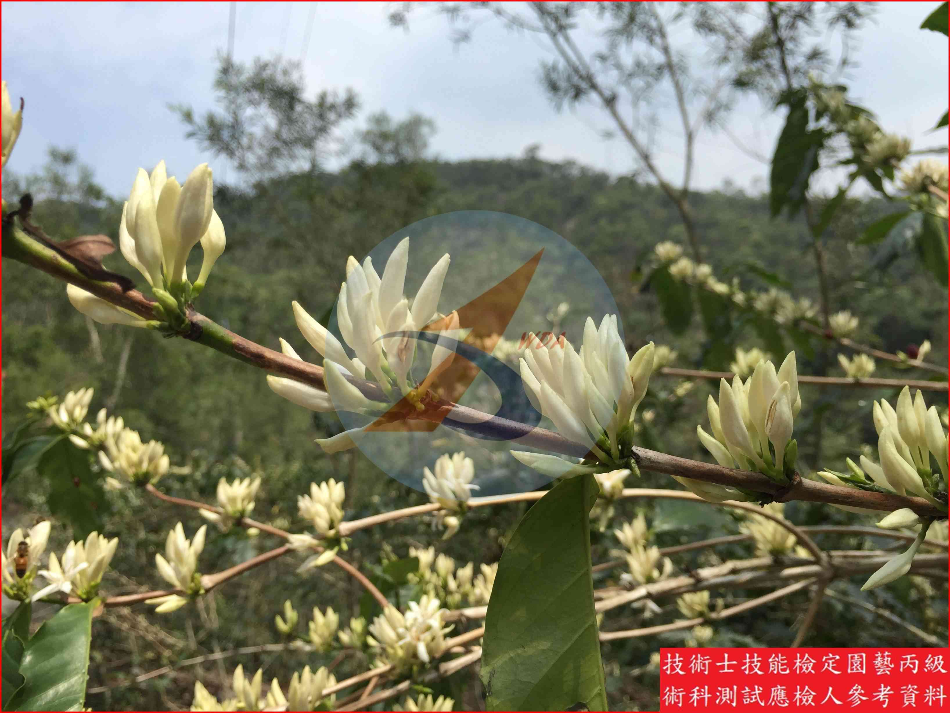 咖啡 園藝丙級識別圖片 9