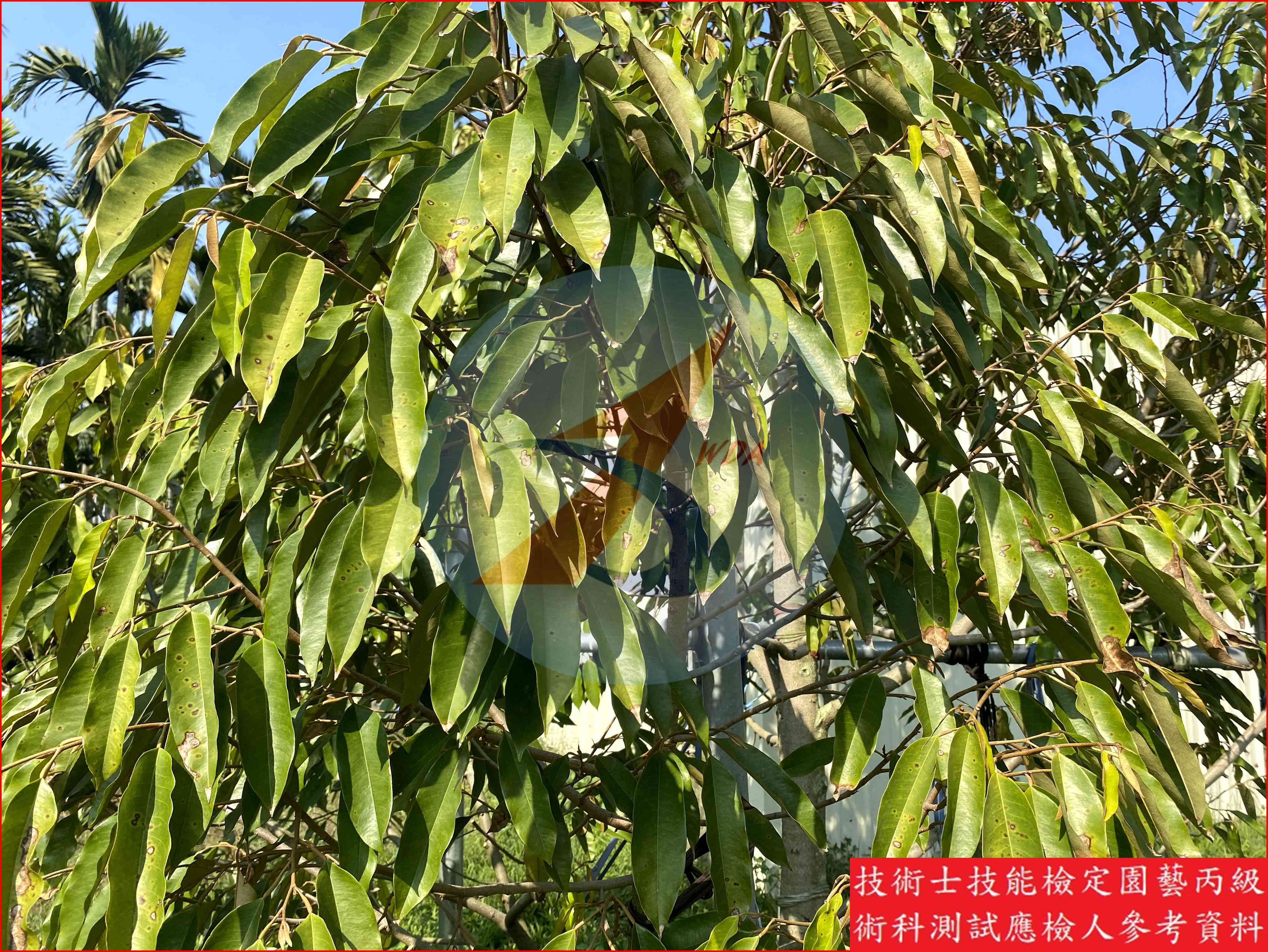 榴槤 園藝丙級識別圖片 12
