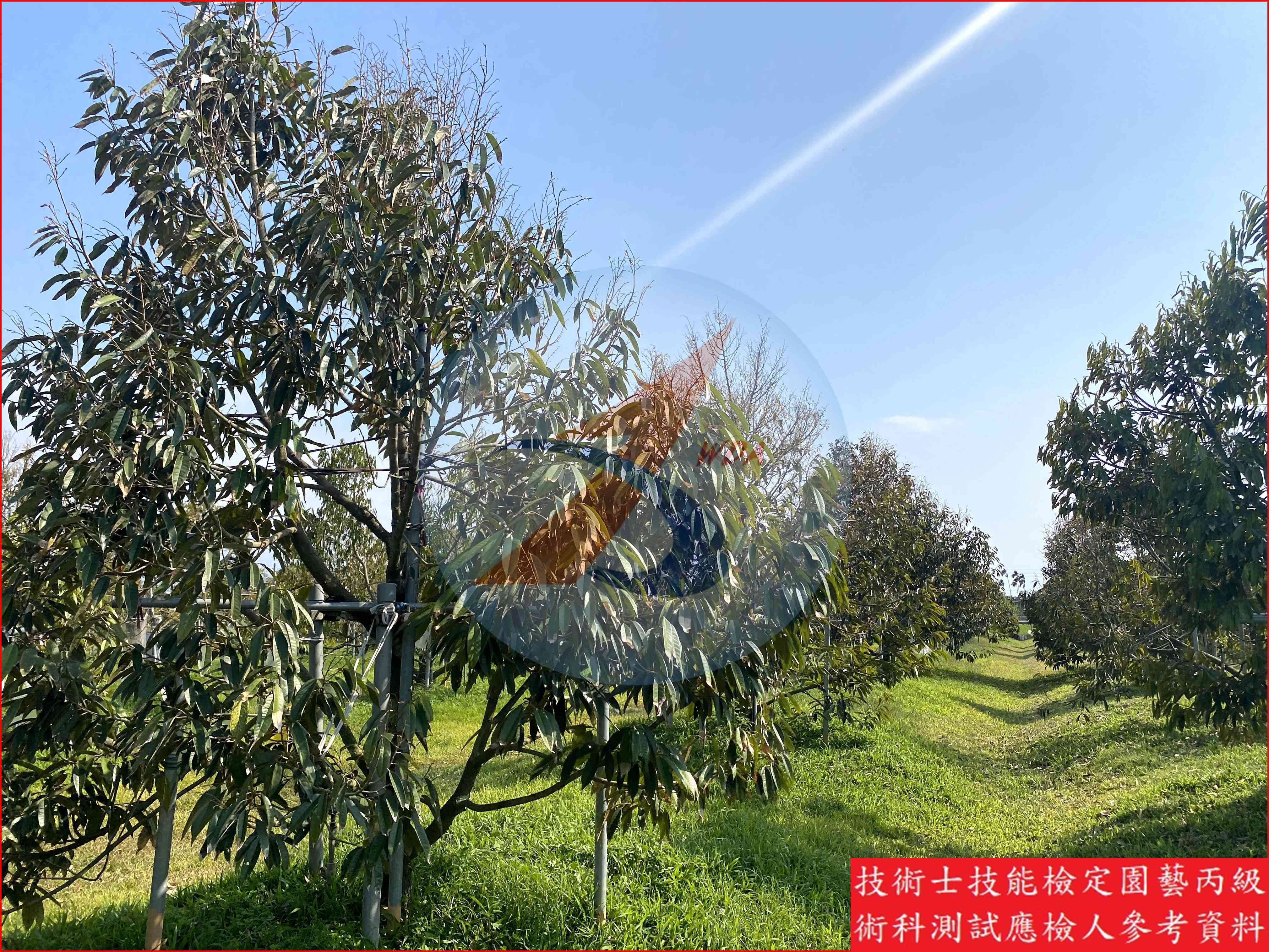 榴槤 園藝丙級識別圖片 2