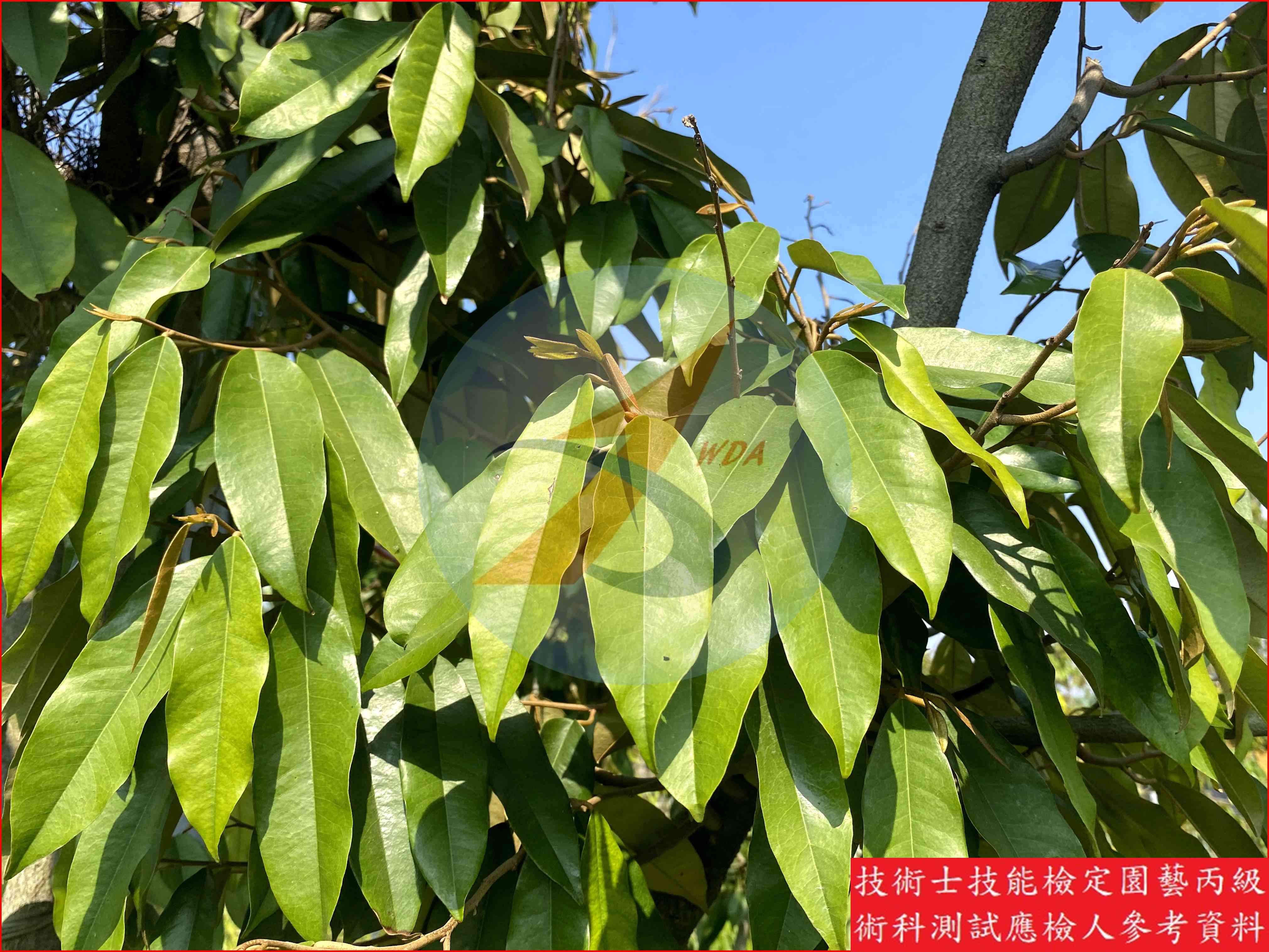 榴槤 園藝丙級識別圖片 3