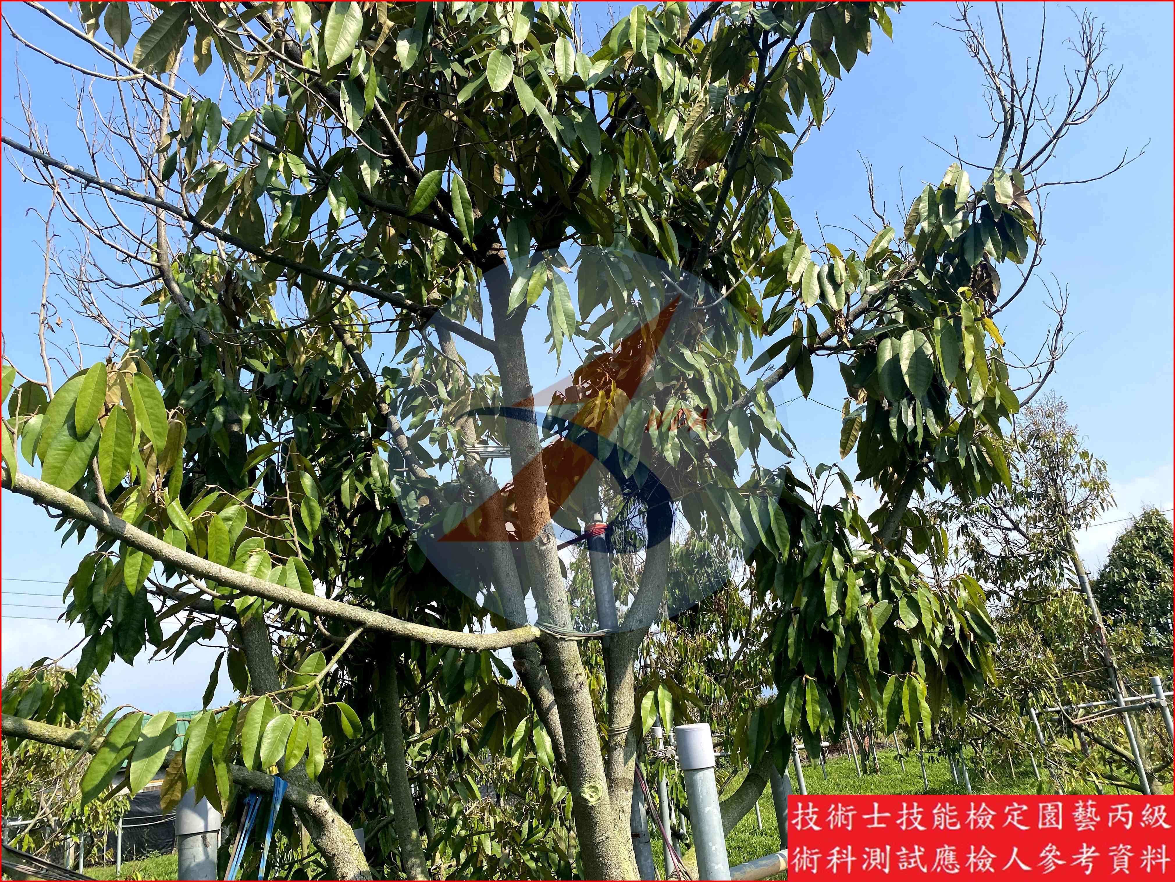 榴槤 園藝丙級識別圖片 4