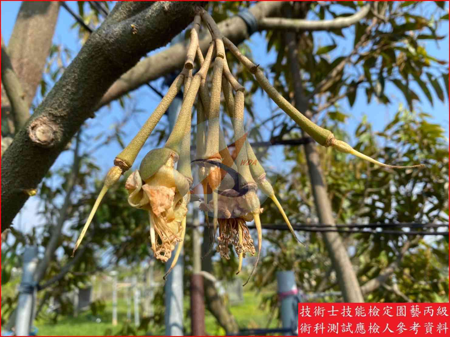 榴槤 園藝丙級識別圖片 5