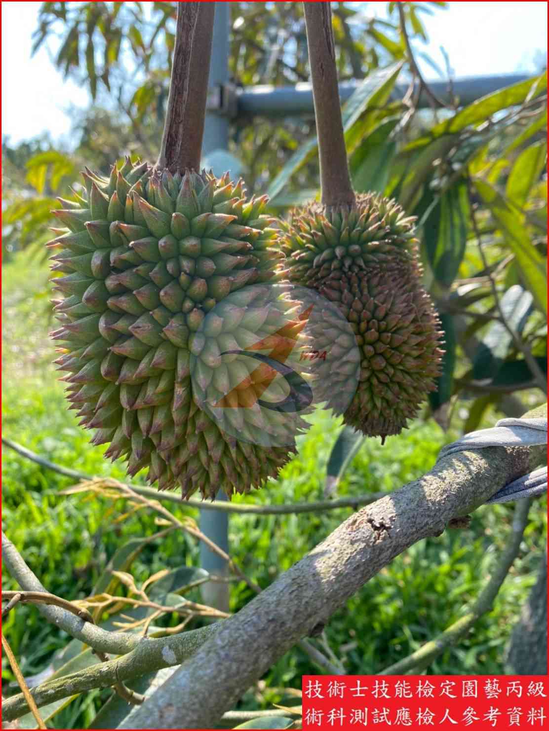 榴槤 園藝丙級識別圖片 8