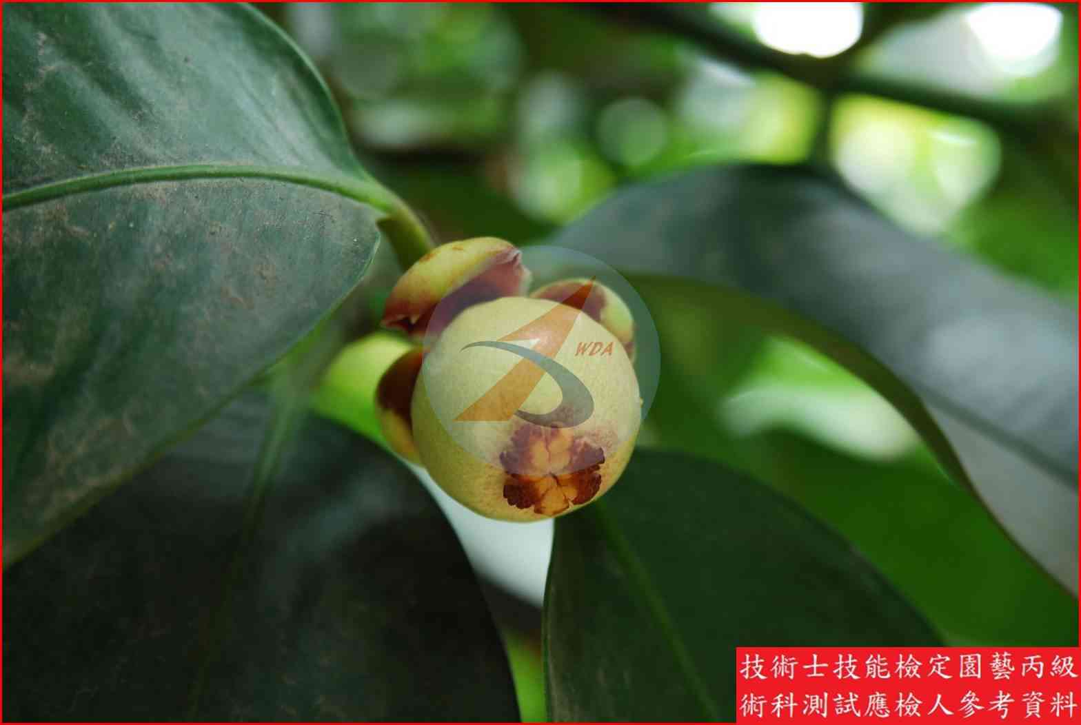 山竹 園藝丙級識別主圖