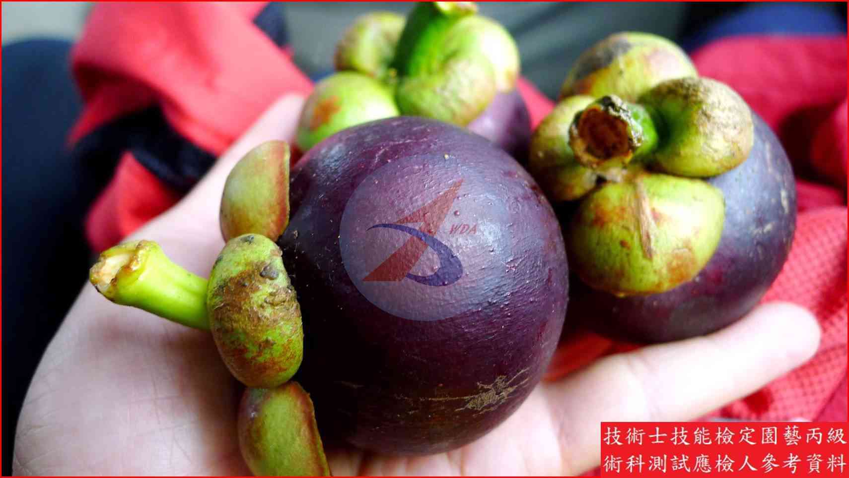 山竹 園藝丙級識別圖片 3