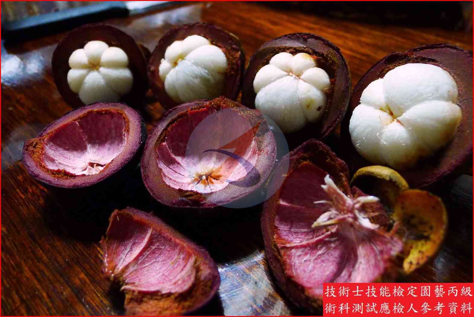 山竹 園藝丙級識別圖片 4