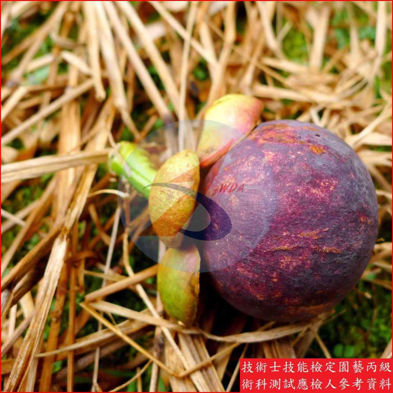 山竹 園藝丙級識別圖片 6