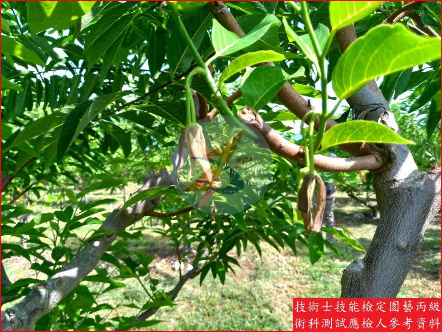 釋迦 園藝丙級辨識圖片