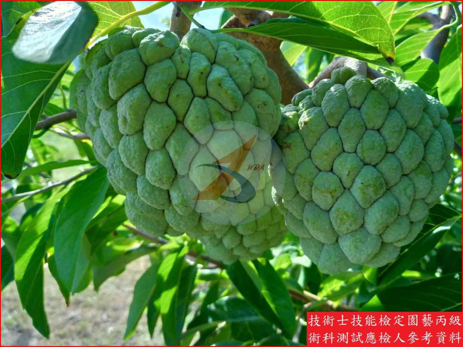 釋迦 園藝丙級識別圖片 10