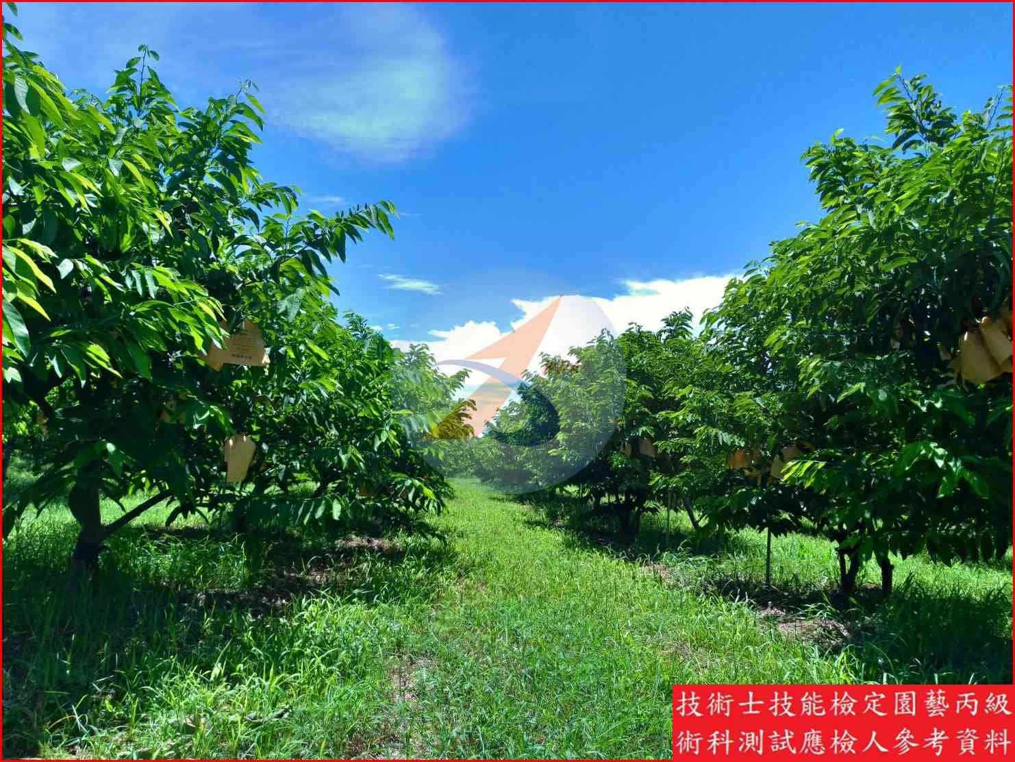 釋迦 園藝丙級識別圖片 12
