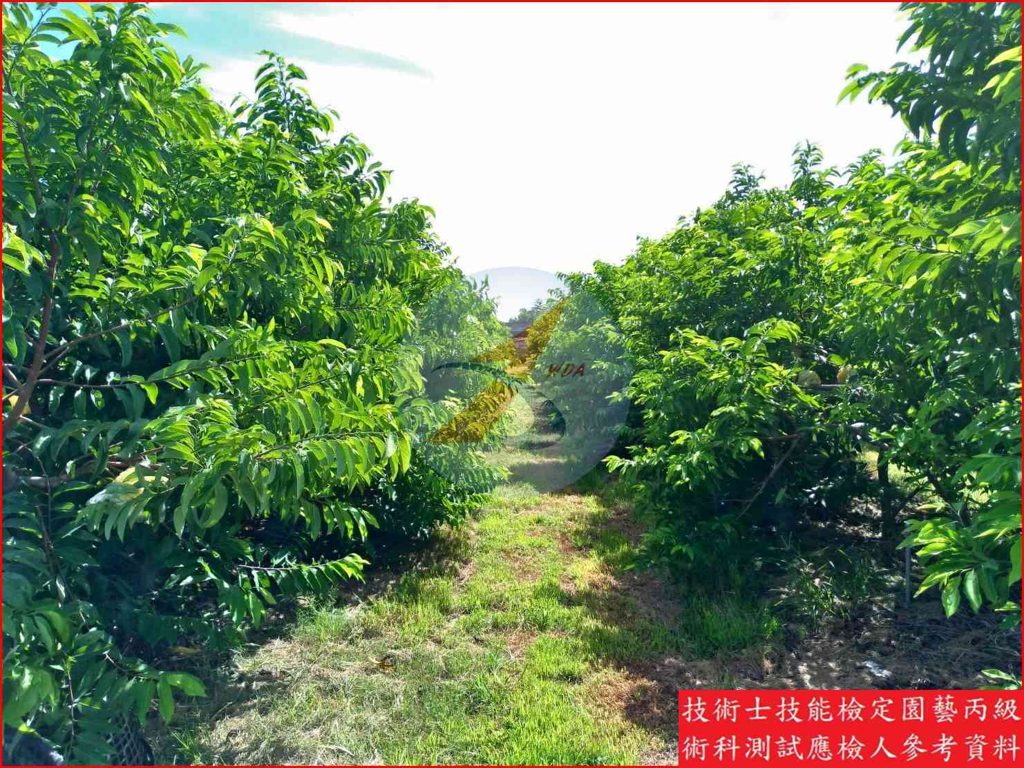釋迦 園藝丙級識別圖片 13