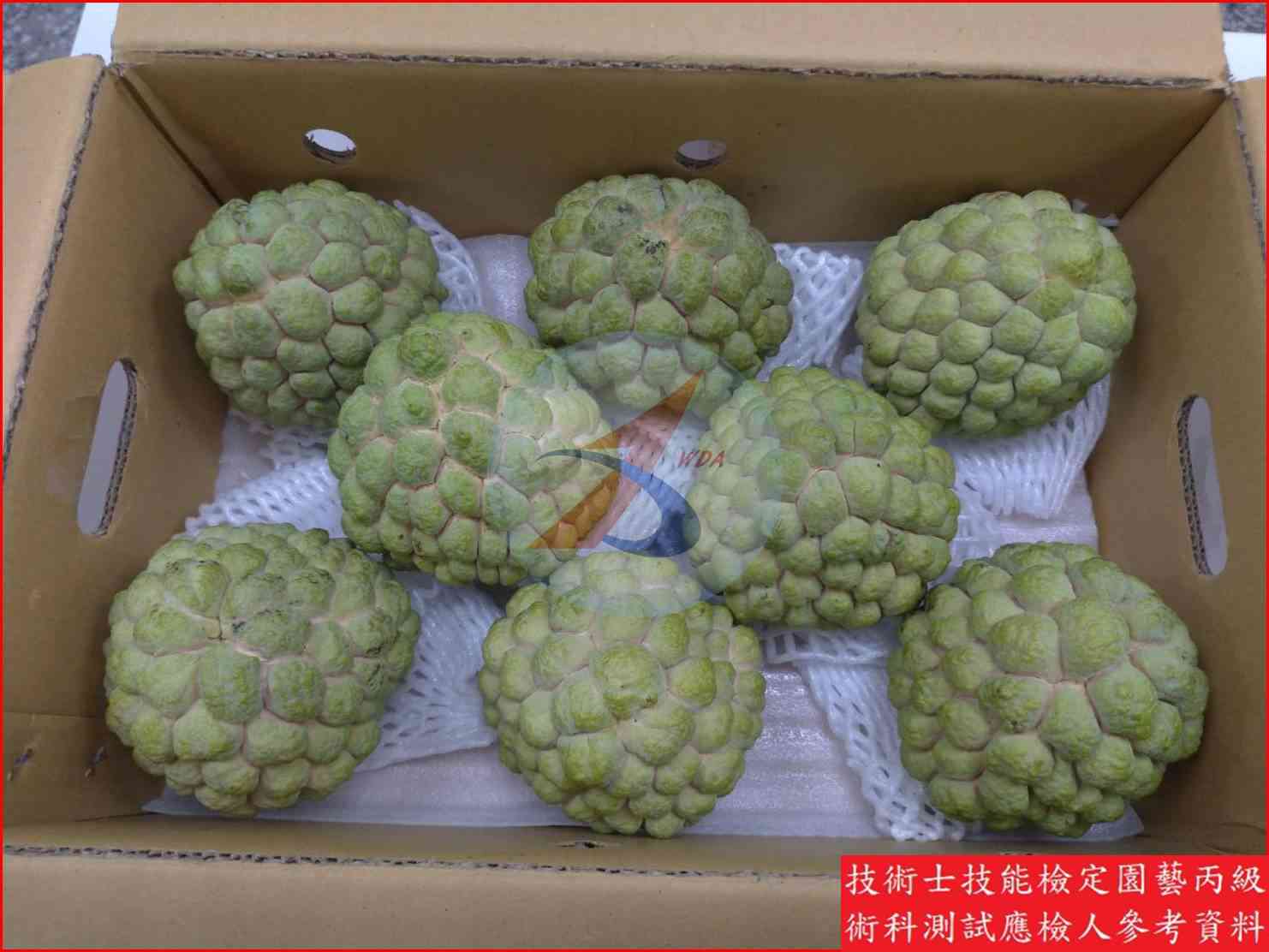 釋迦 園藝丙級識別圖片 15