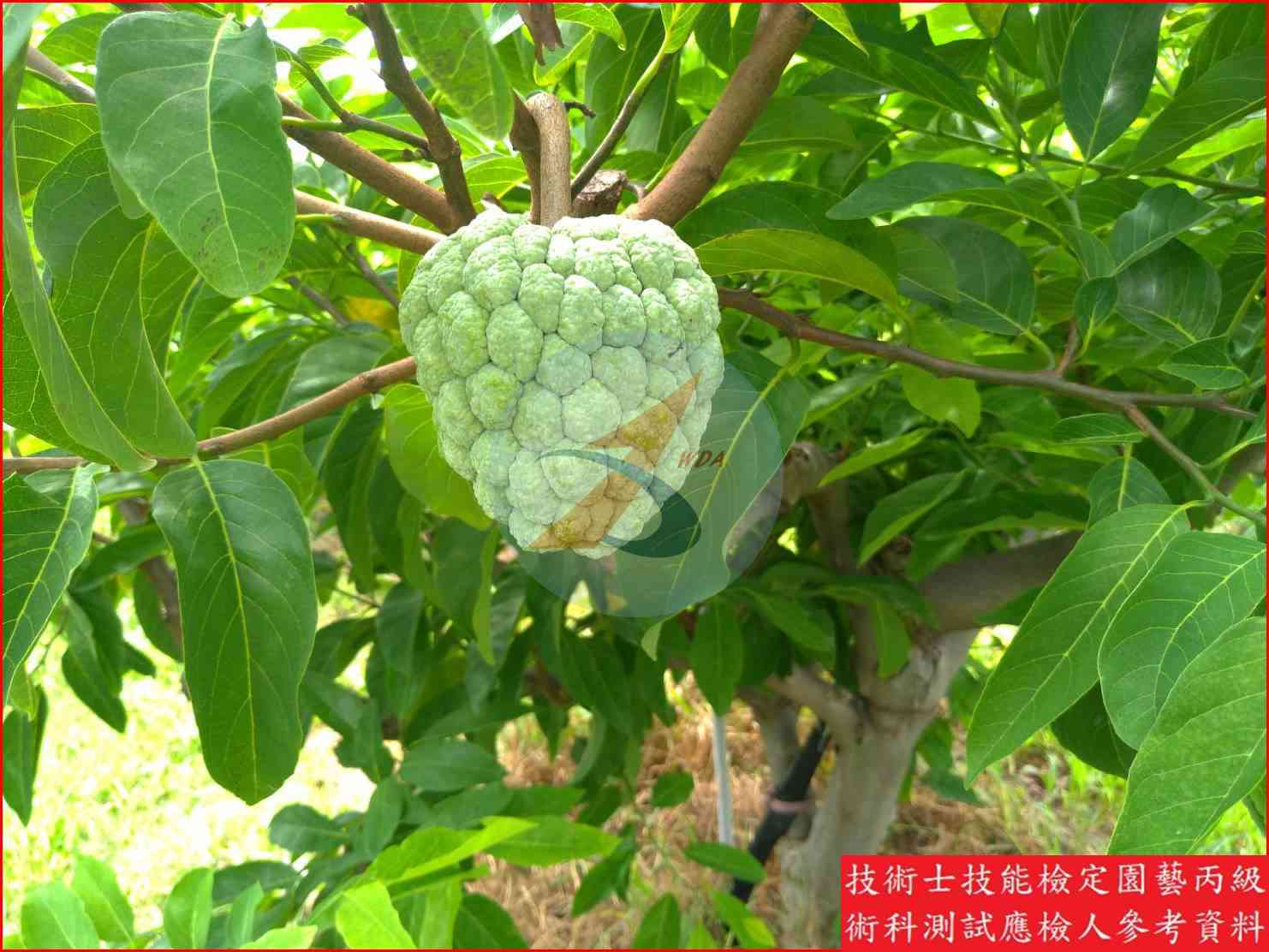 釋迦 園藝丙級識別圖片 16