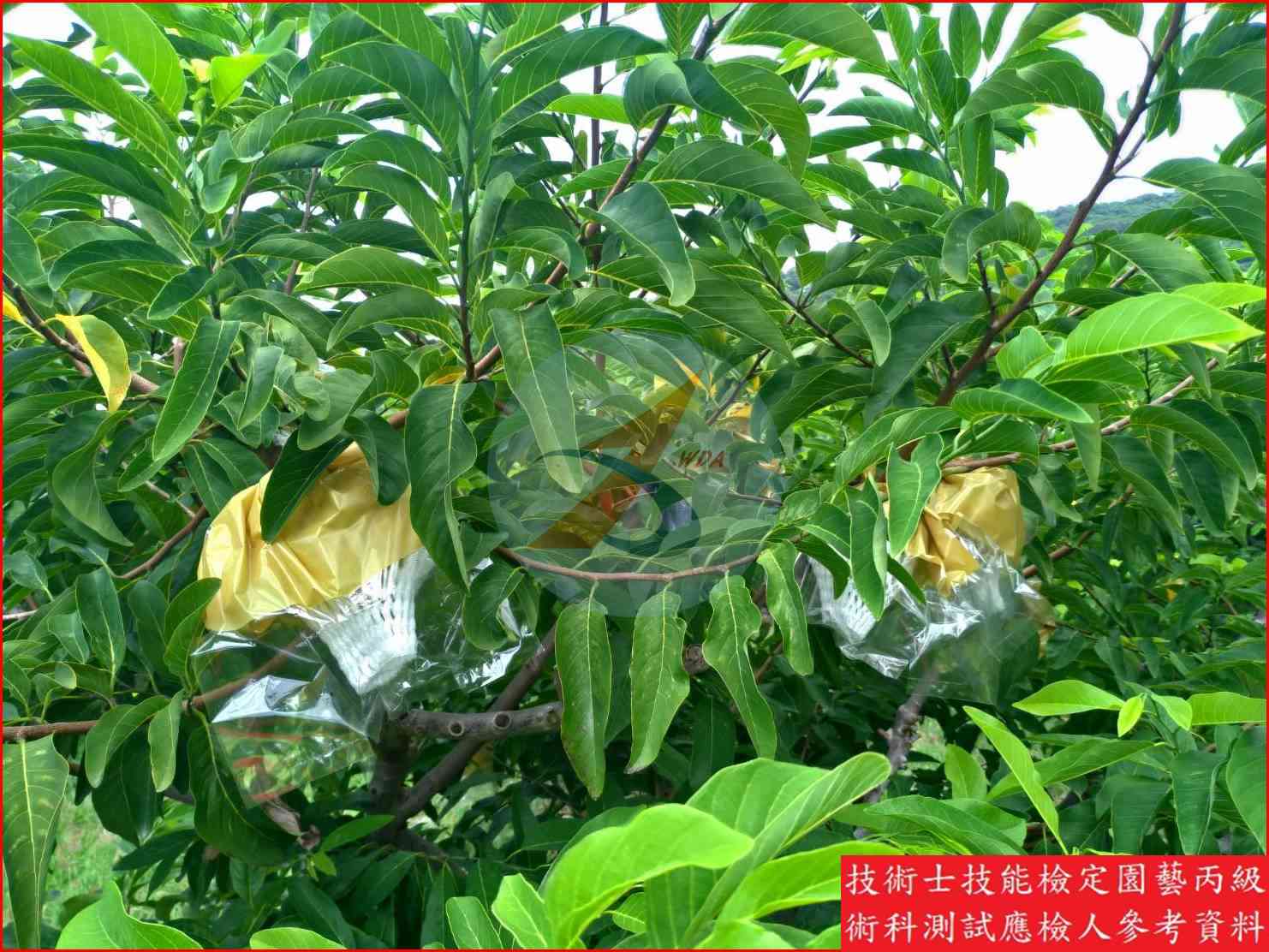 釋迦 園藝丙級識別圖片 17
