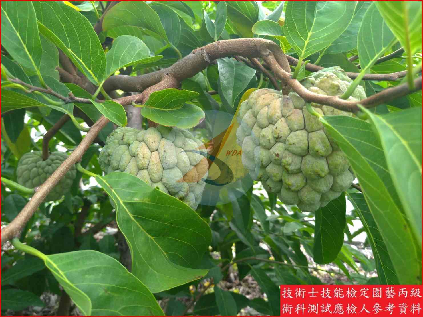 釋迦 園藝丙級識別圖片 3