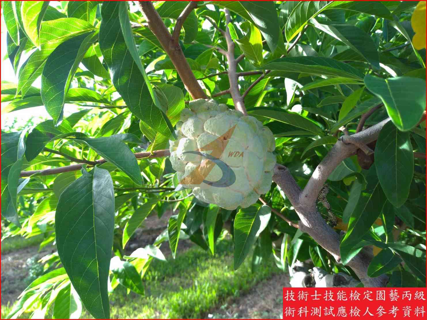 釋迦 園藝丙級識別圖片 4