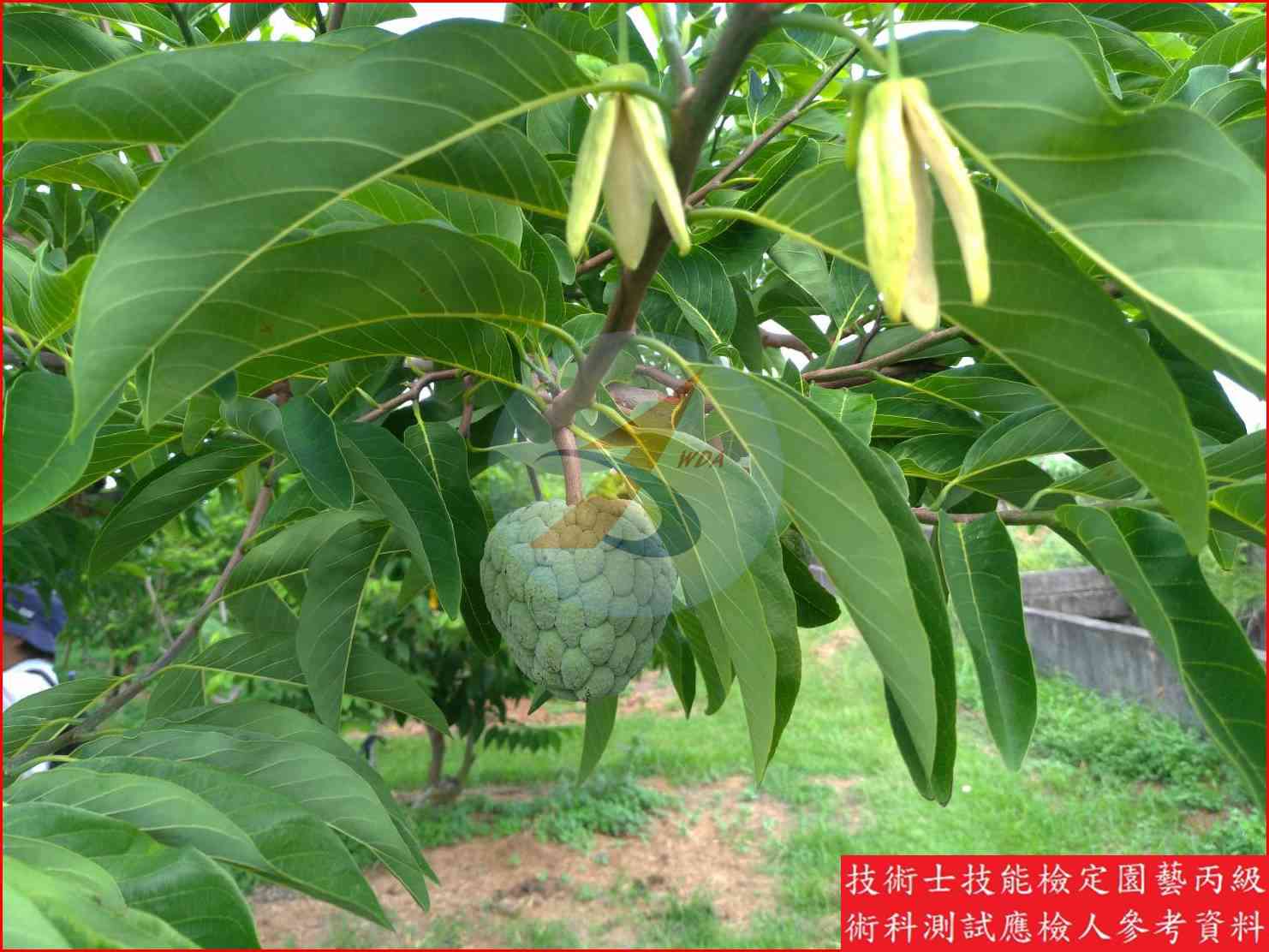 釋迦 園藝丙級識別圖片 5