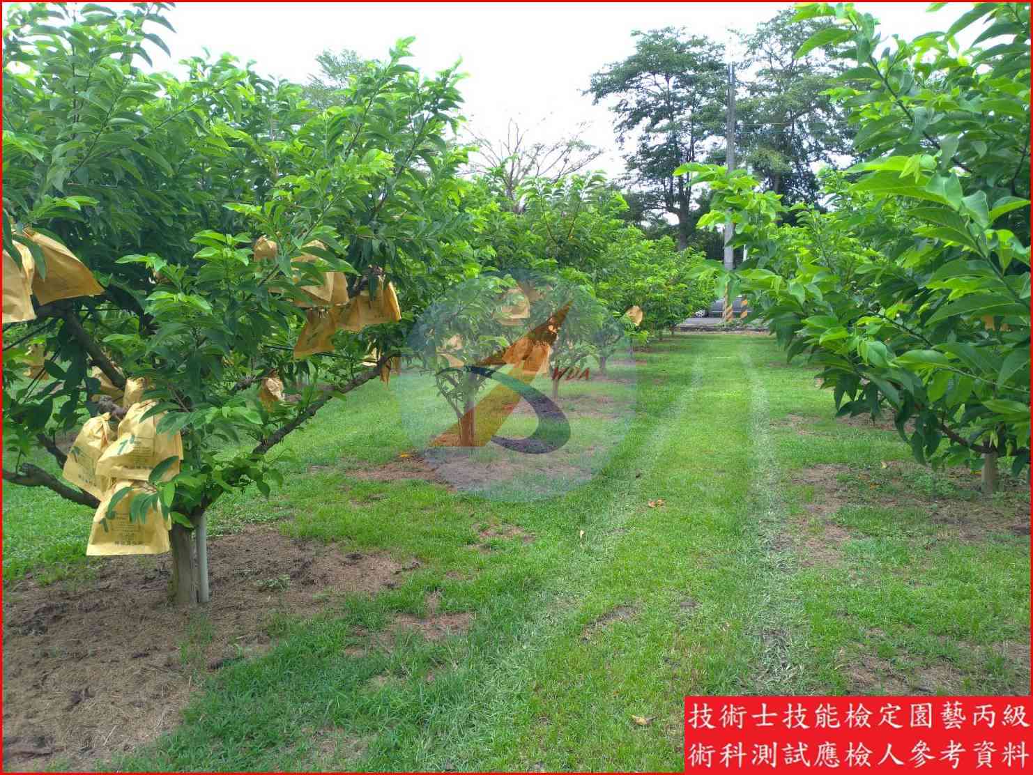 釋迦 園藝丙級識別圖片 6