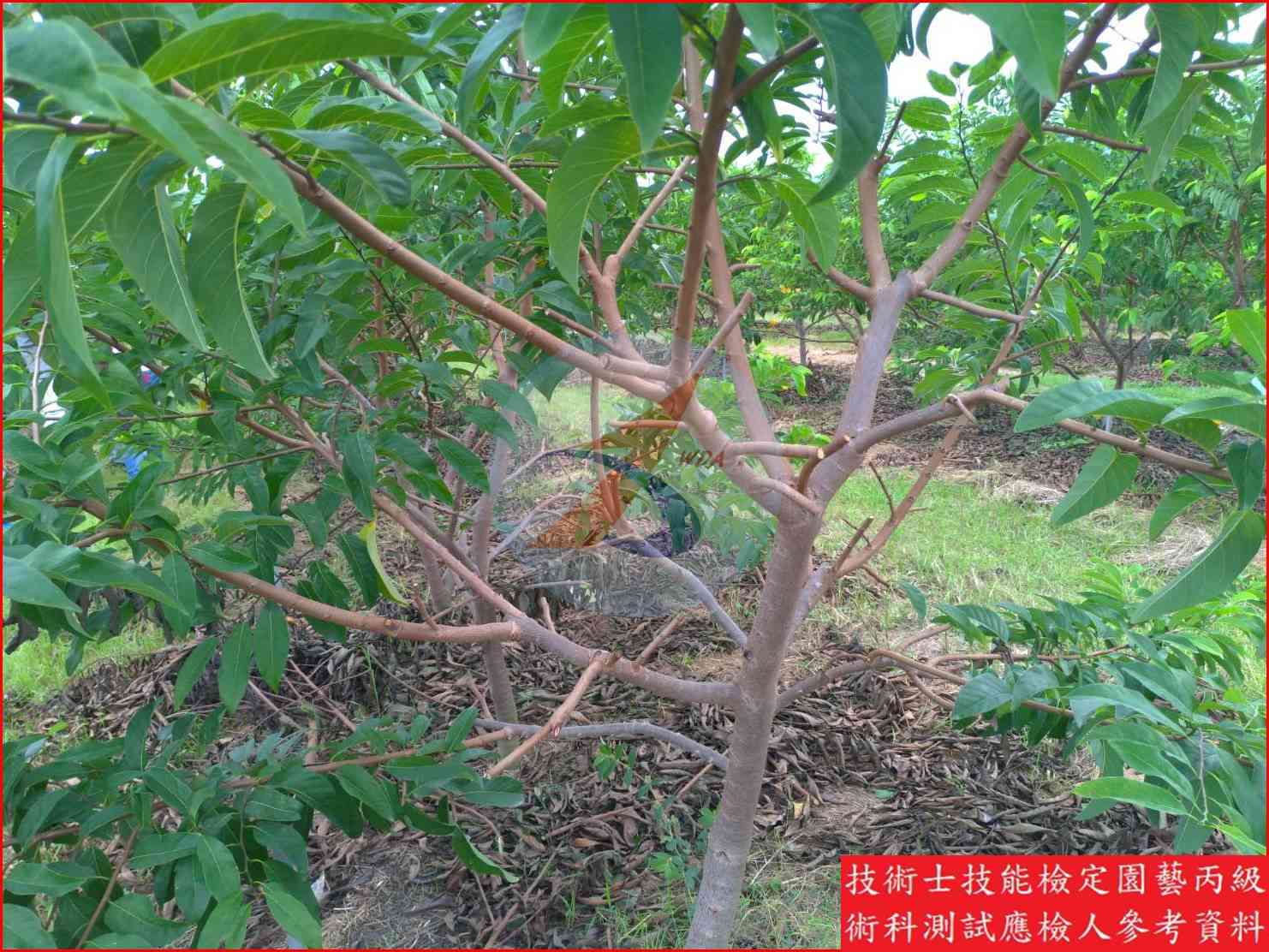 釋迦 園藝丙級識別圖片 7
