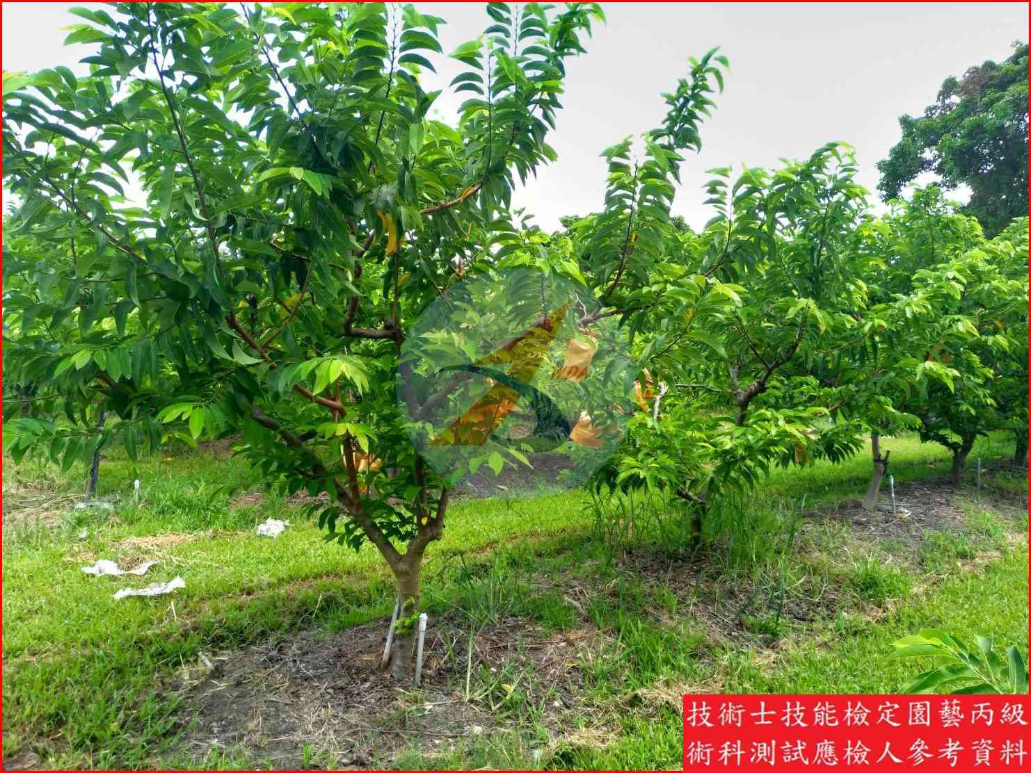 釋迦 園藝丙級識別圖片 8