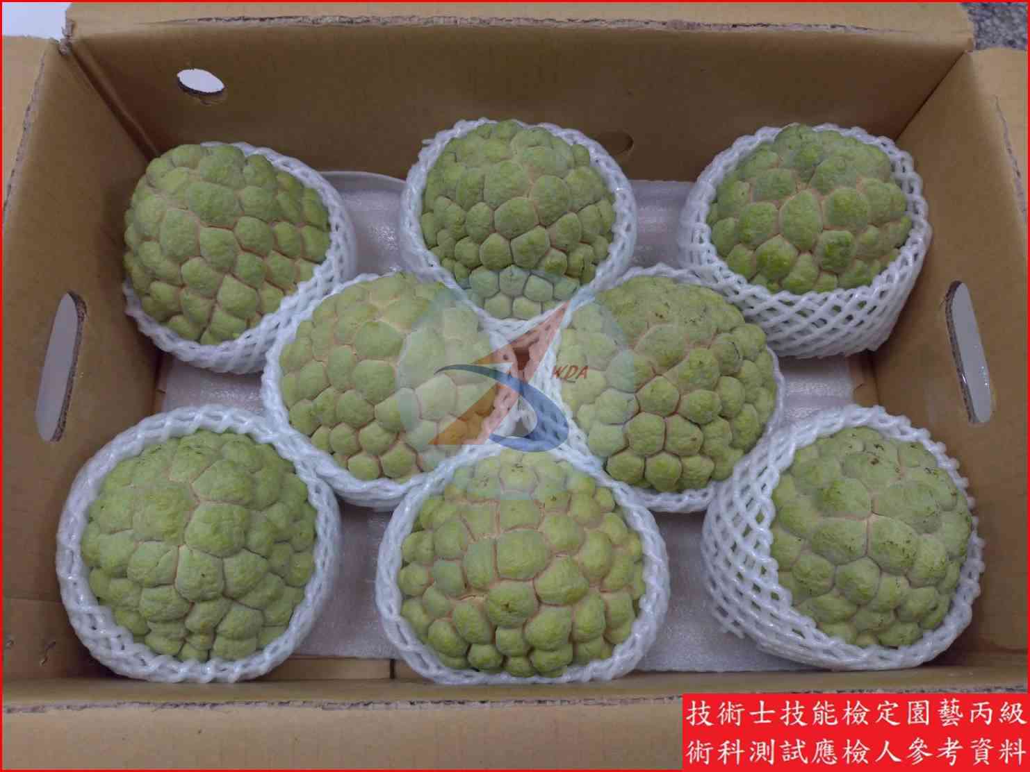 釋迦 園藝丙級識別圖片 9