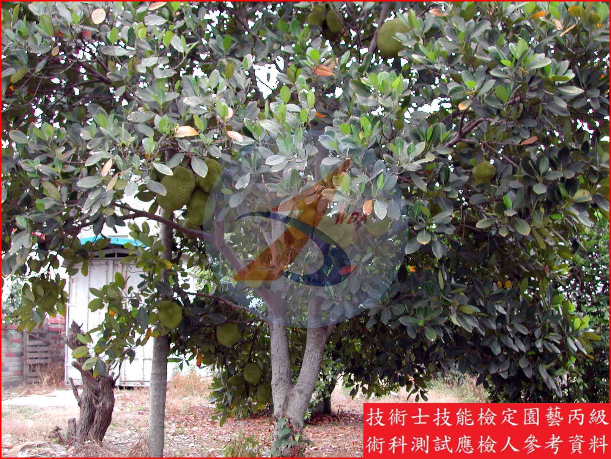 波羅蜜 園藝丙級辨識圖片